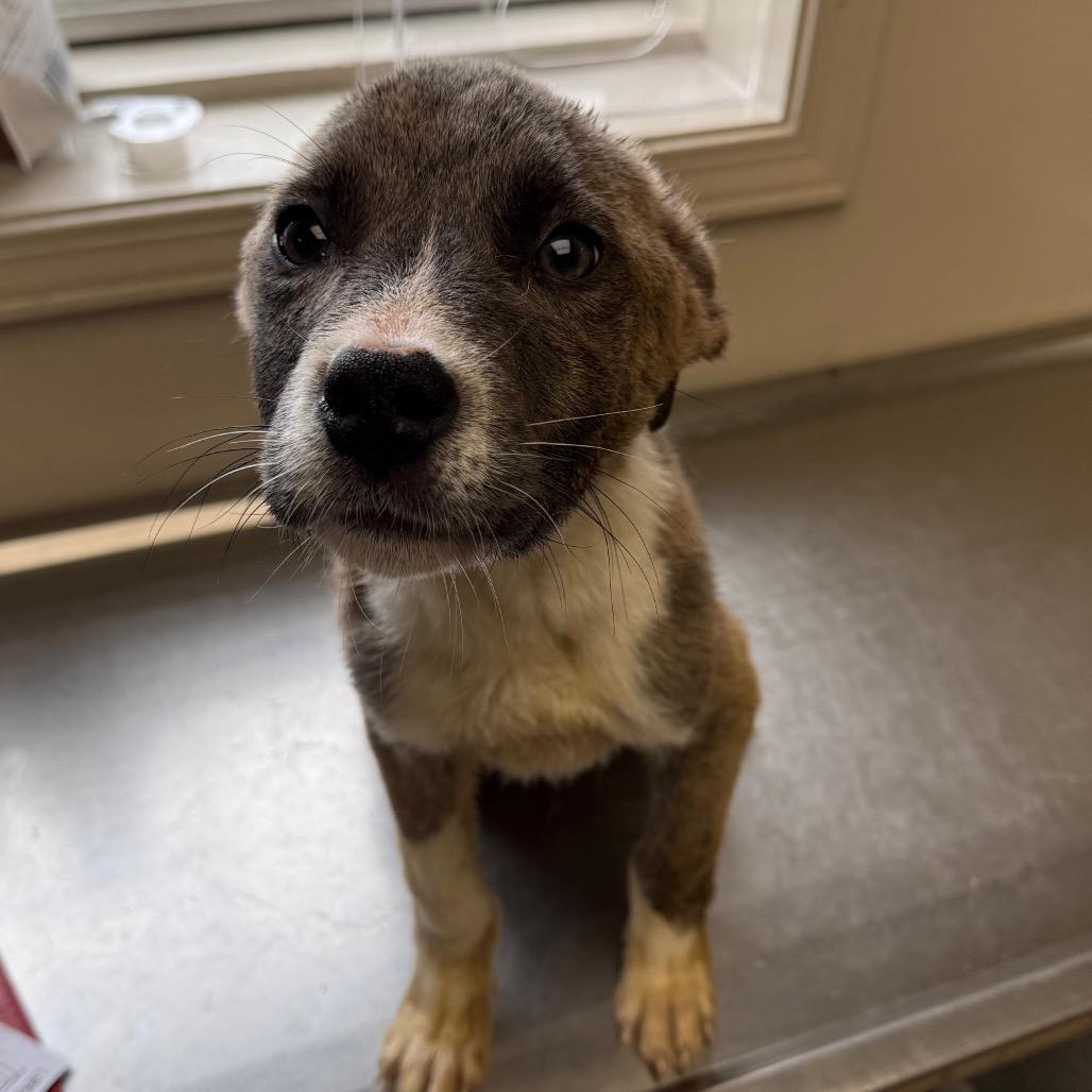 Pesto — thumbnail 2