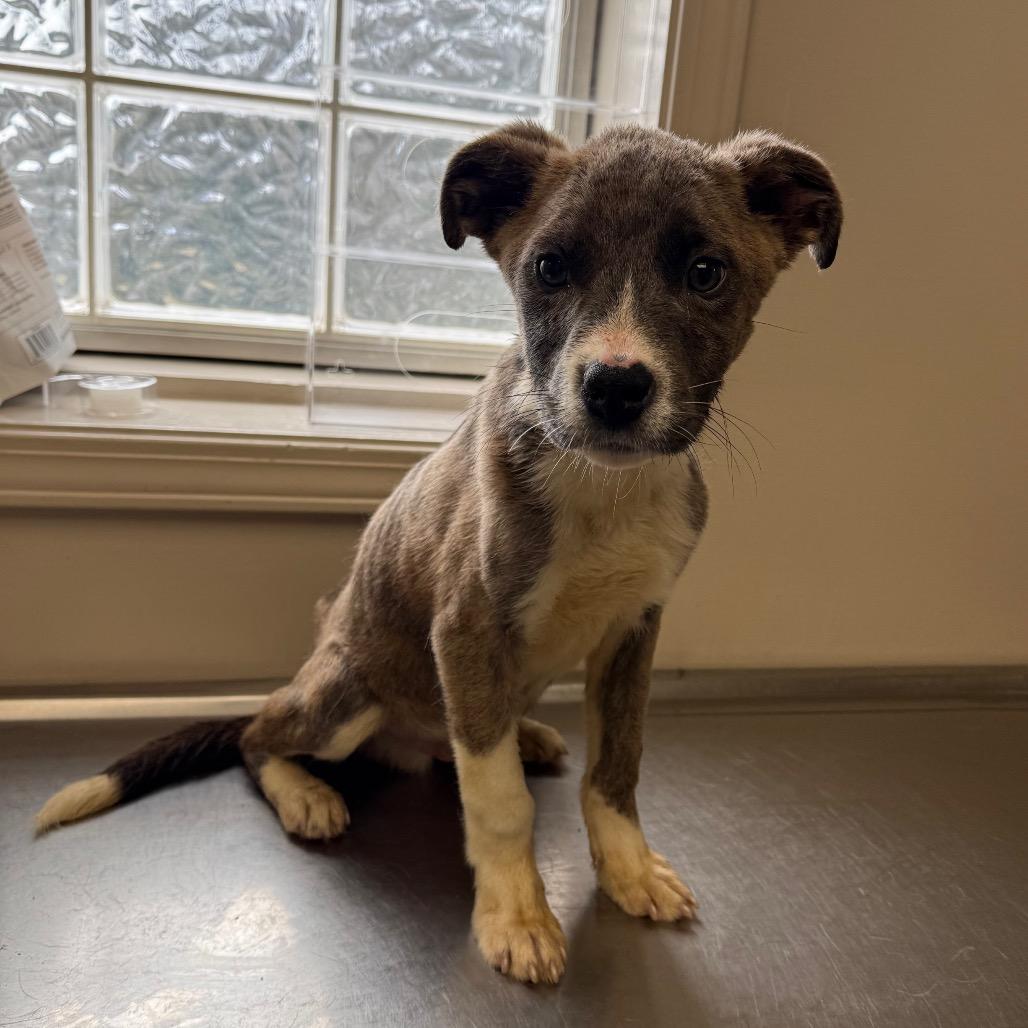 Pesto — thumbnail 3