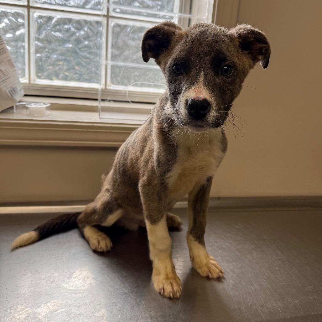 Pesto — thumbnail 4