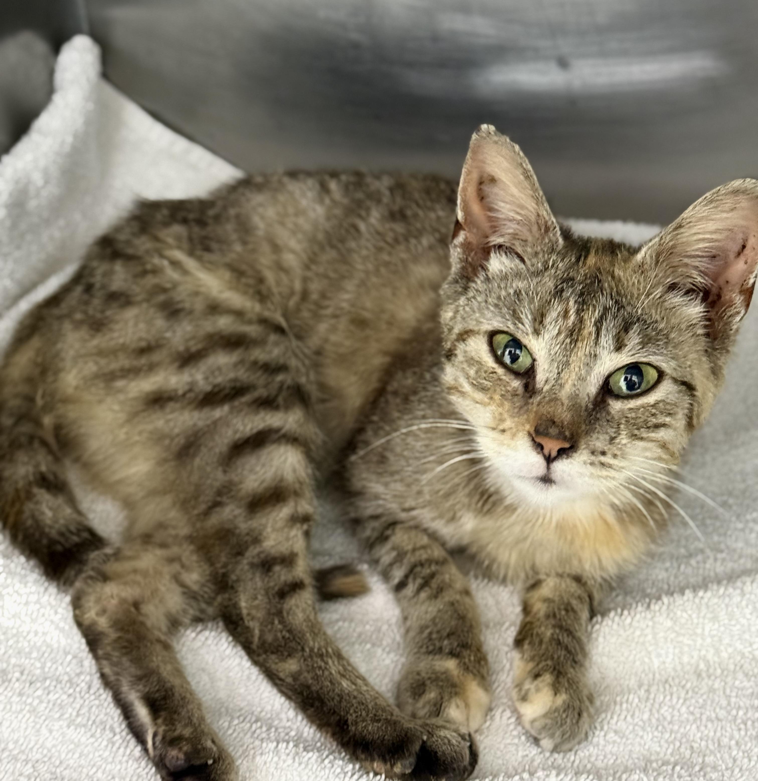 Enlarge Calpernia, a ADOPTABLE Domestic Short Hair in Mount Vernon, OH image 2/2