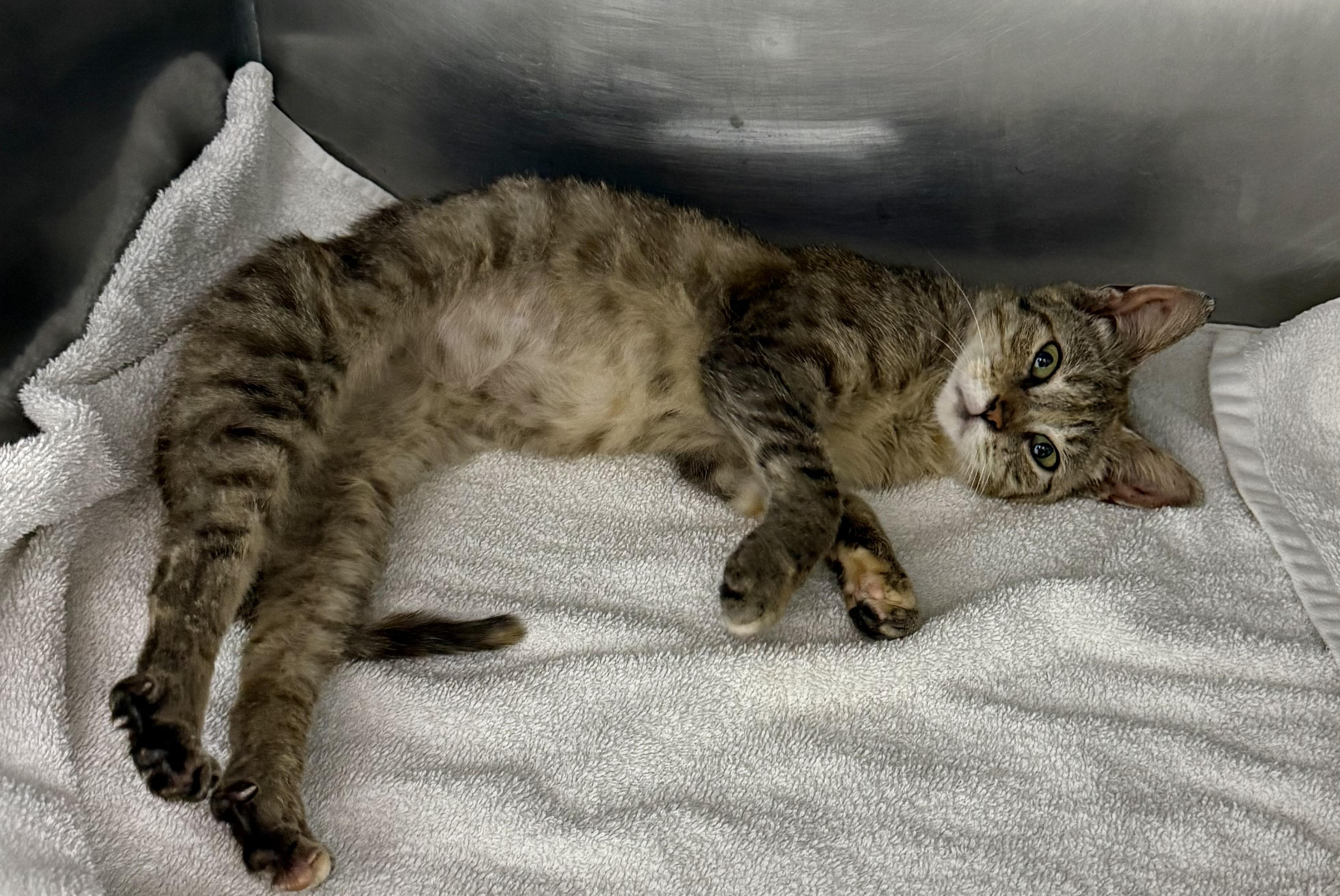 Enlarge Calpernia, a ADOPTABLE Domestic Short Hair in Mount Vernon, OH image 1/2