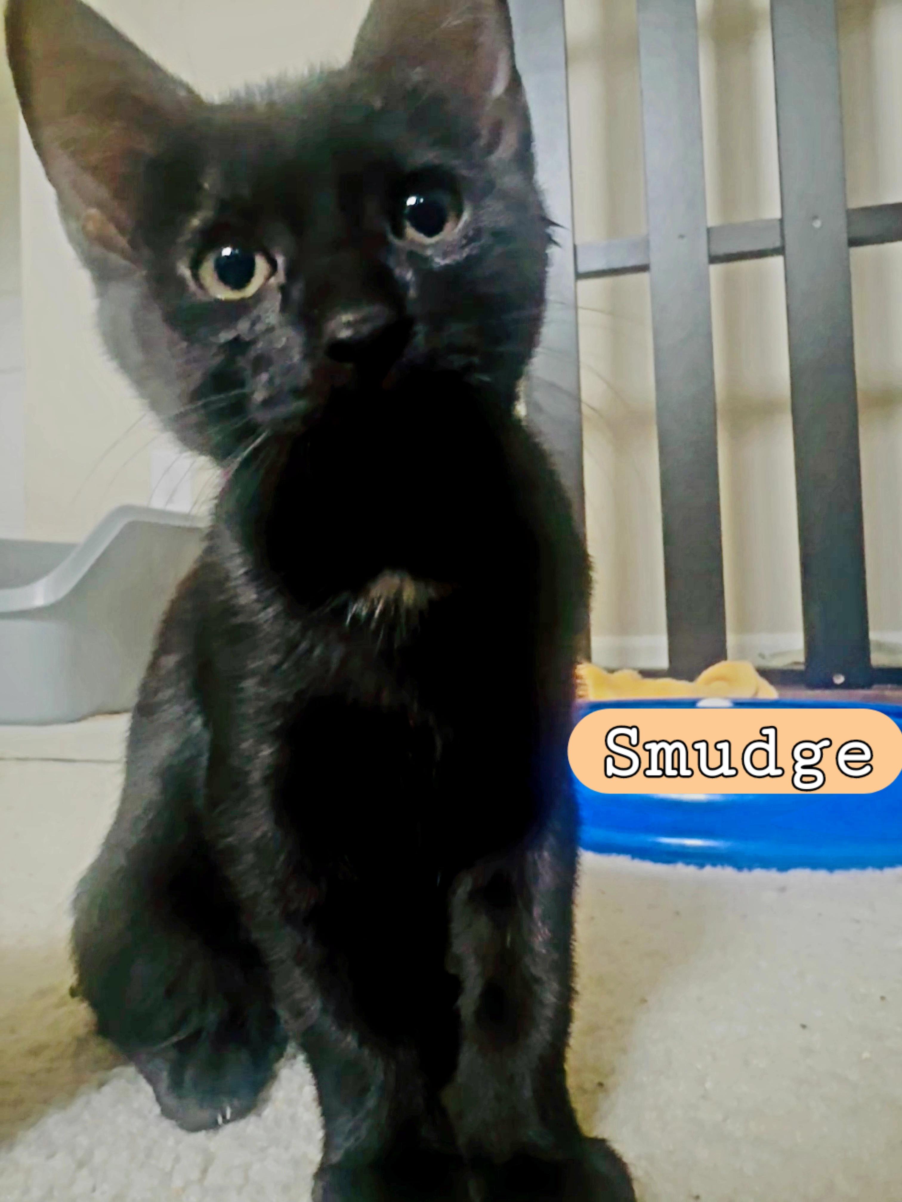SMUDGE, ADOPTABLE, Kitten Female Domestic Short Hair.