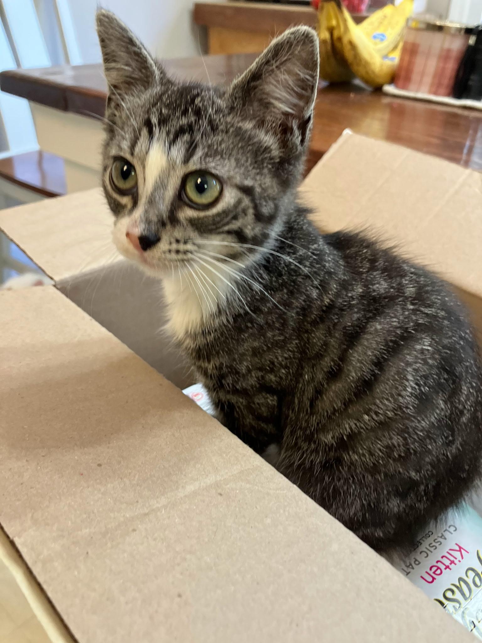 Ivy, a Adoptable Domestic Short Hair in Easley, SC image 2/4