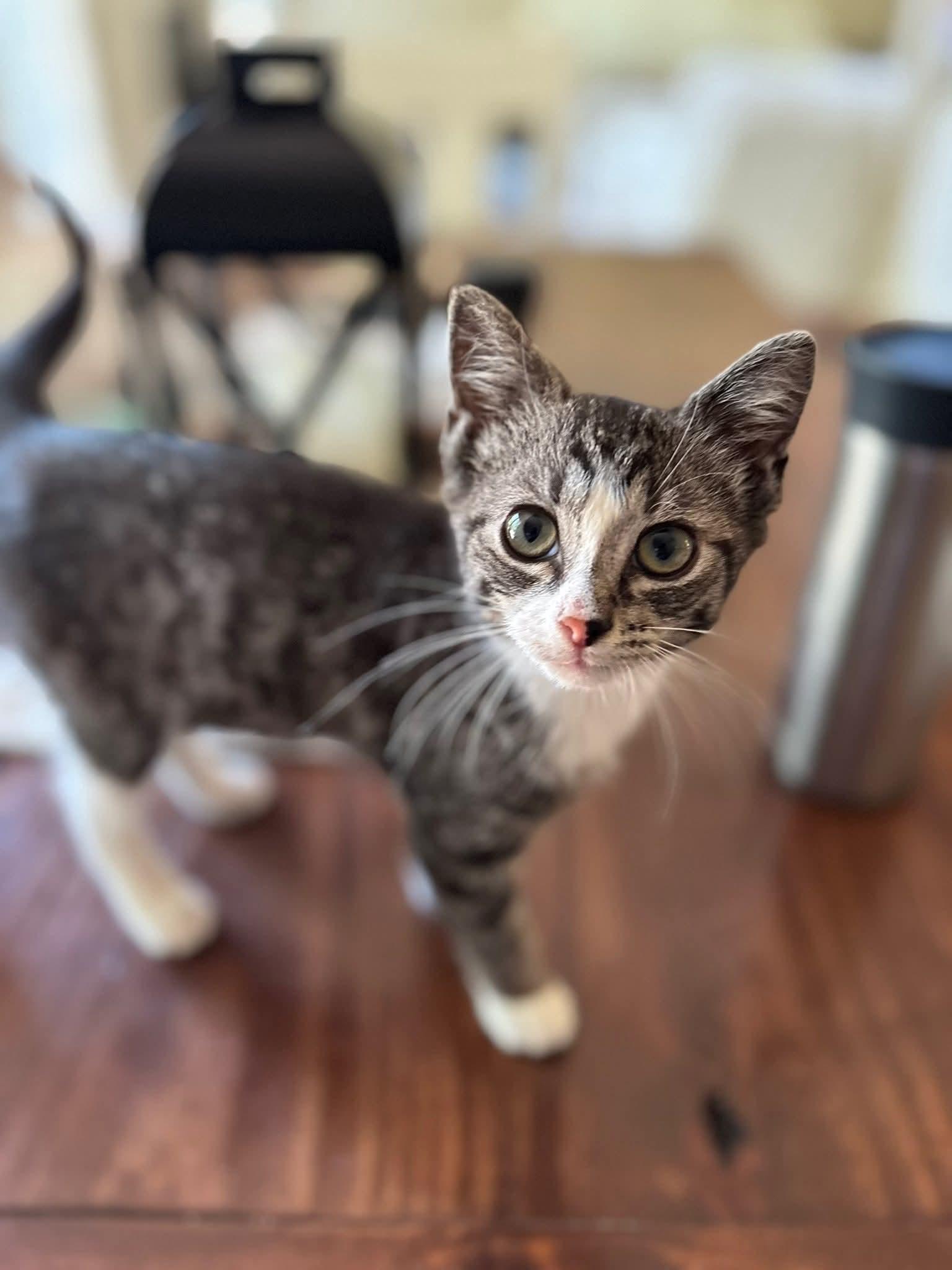 Ivy, a Adoptable Domestic Short Hair in Easley, SC image 1/4
