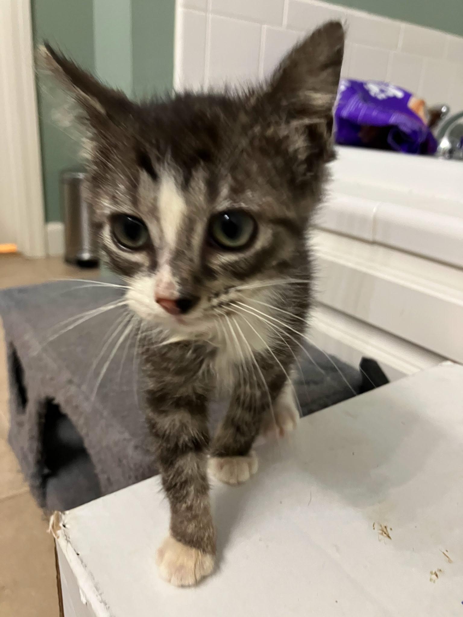 Ivy, a Adoptable Domestic Short Hair in Easley, SC image 3/4