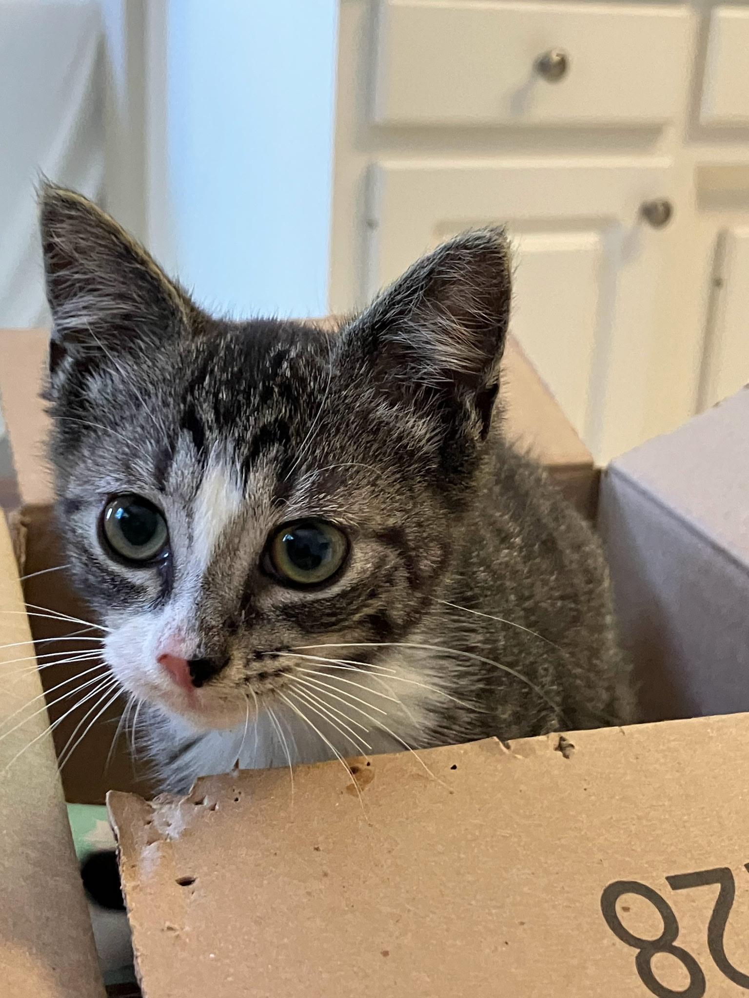 Ivy, a Adoptable Domestic Short Hair in Easley, SC image 4/4