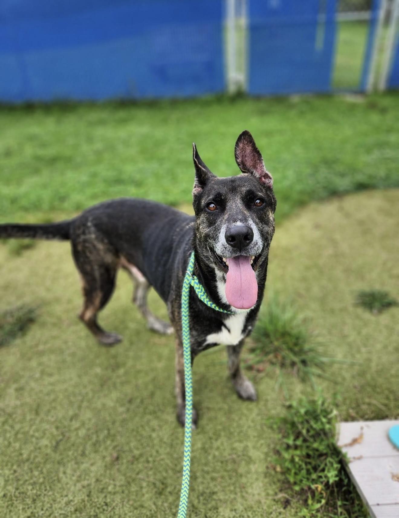 CLINT, Adopted, Adult Male Shepherd.