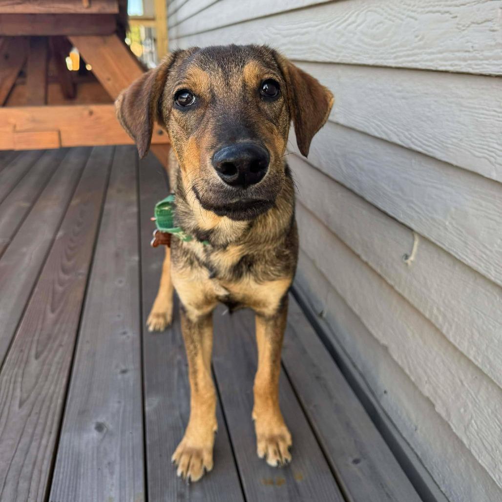 Gala, a Adoptable Mixed Breed in Bend, OR image 1/6