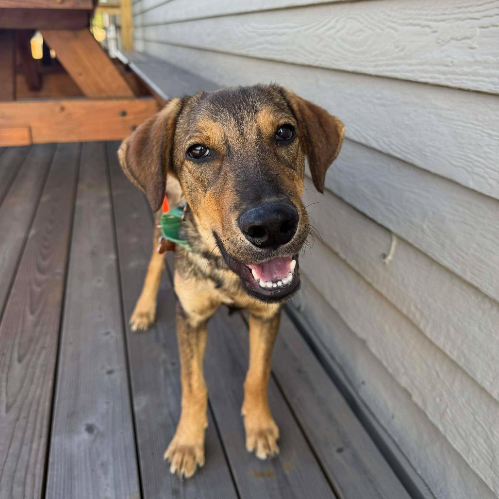 Gala, a Adoptable Mixed Breed in Bend, OR image 2/6