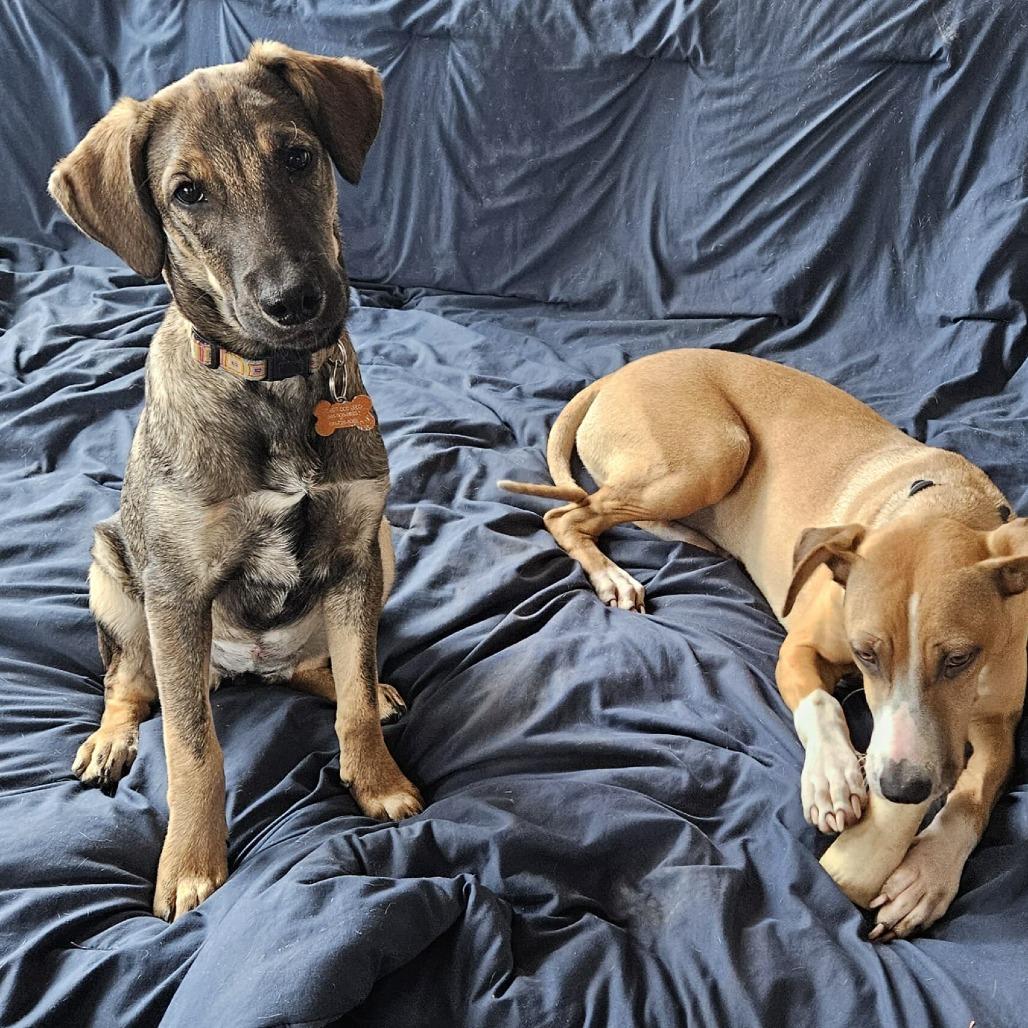 Enlarge Gala, a Adoptable Mixed Breed in Bend, OR image 3/6