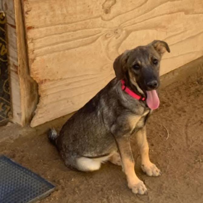 Gala, a Adoptable Mixed Breed in Bend, OR image 3/6