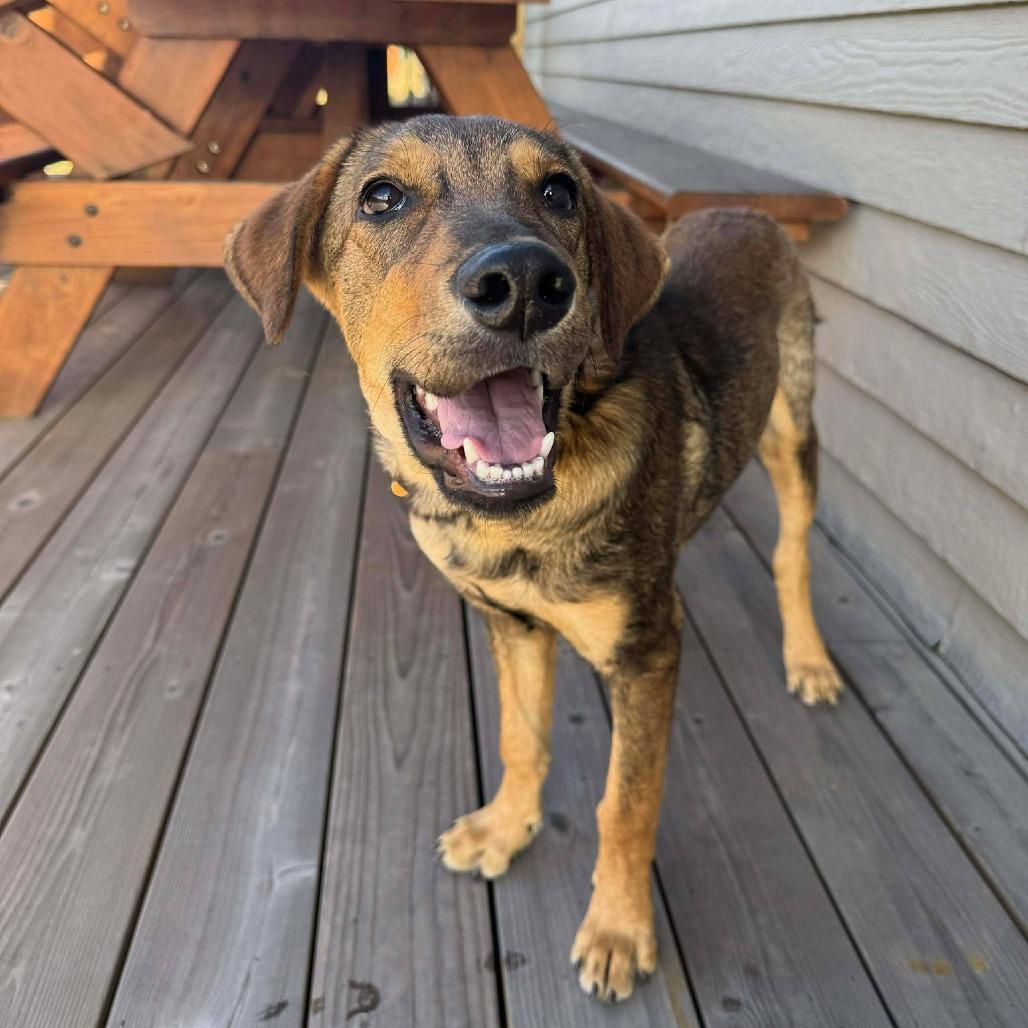 Gala, a Adoptable Mixed Breed in Bend, OR image 4/6