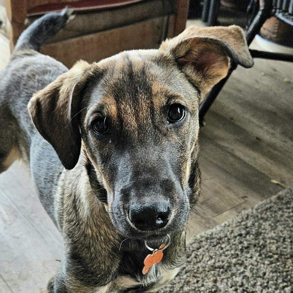 Gala, a Adoptable Mixed Breed in Bend, OR image 5/6