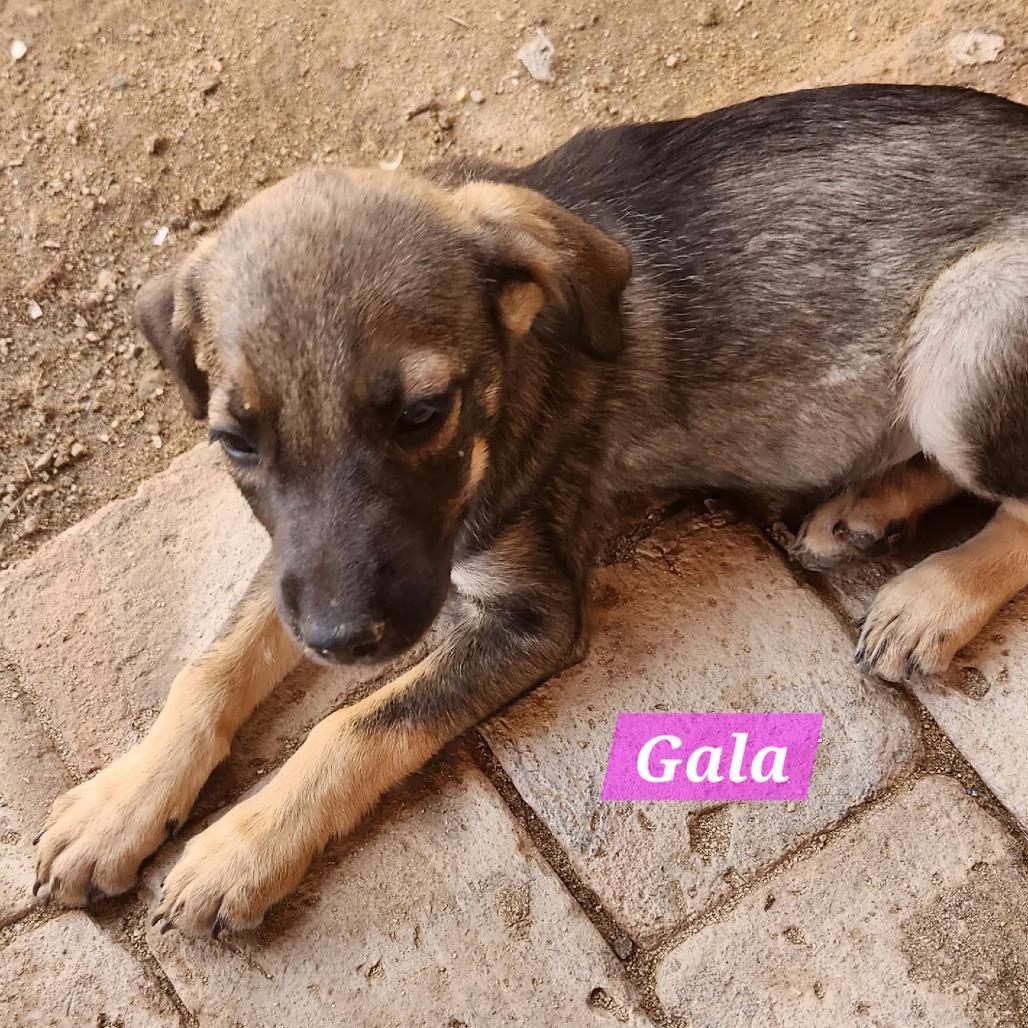 Gala, a Adoptable Mixed Breed in Bend, OR image 6/6