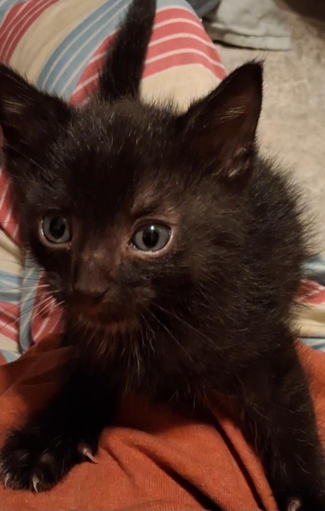 Claves, Adoptable, Kitten Male Domestic Short Hair.