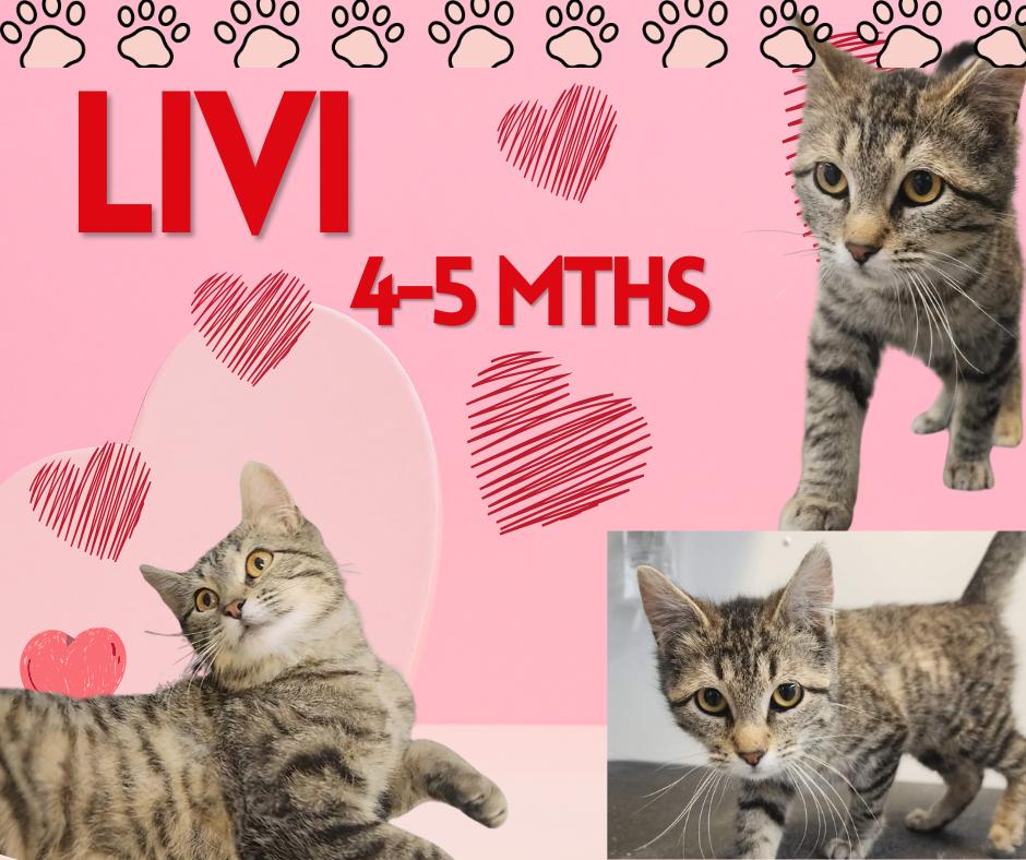 Livi, adopted, Young Female Tabby.