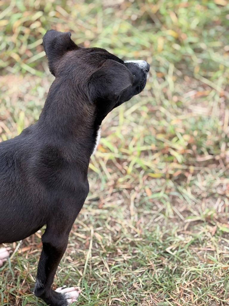 tatter tot, a Adoptable mixed breed in Effingham, SC image 1/6
