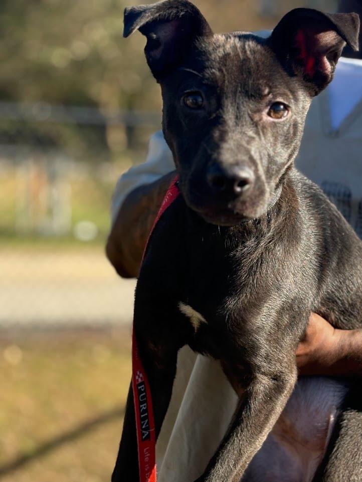 tatter tot, a Adoptable mixed breed in Effingham, SC image 2/6