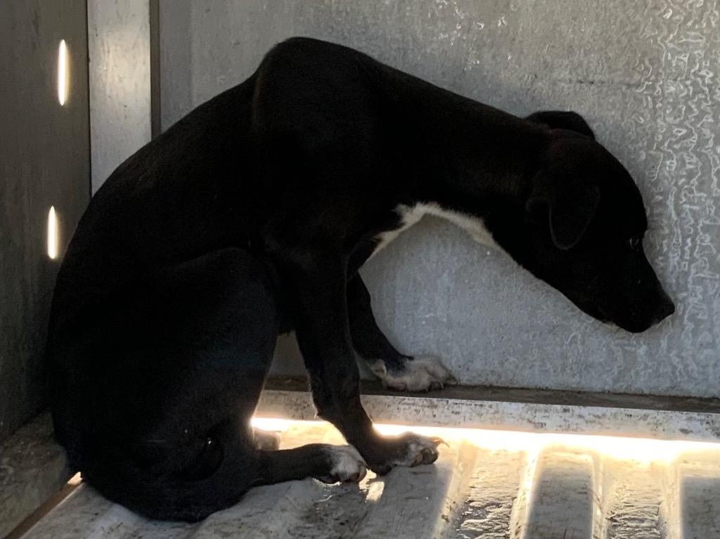 tatter tot, a Adoptable mixed breed in Effingham, SC image 3/6