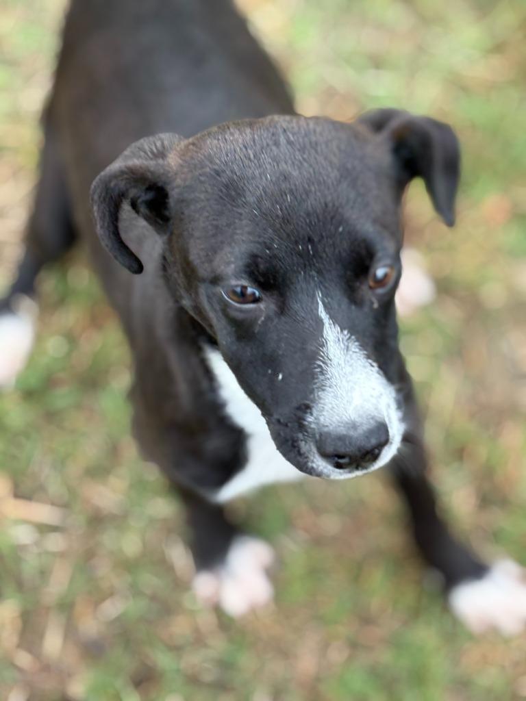 tatter tot, a Adoptable mixed breed in Effingham, SC image 4/6