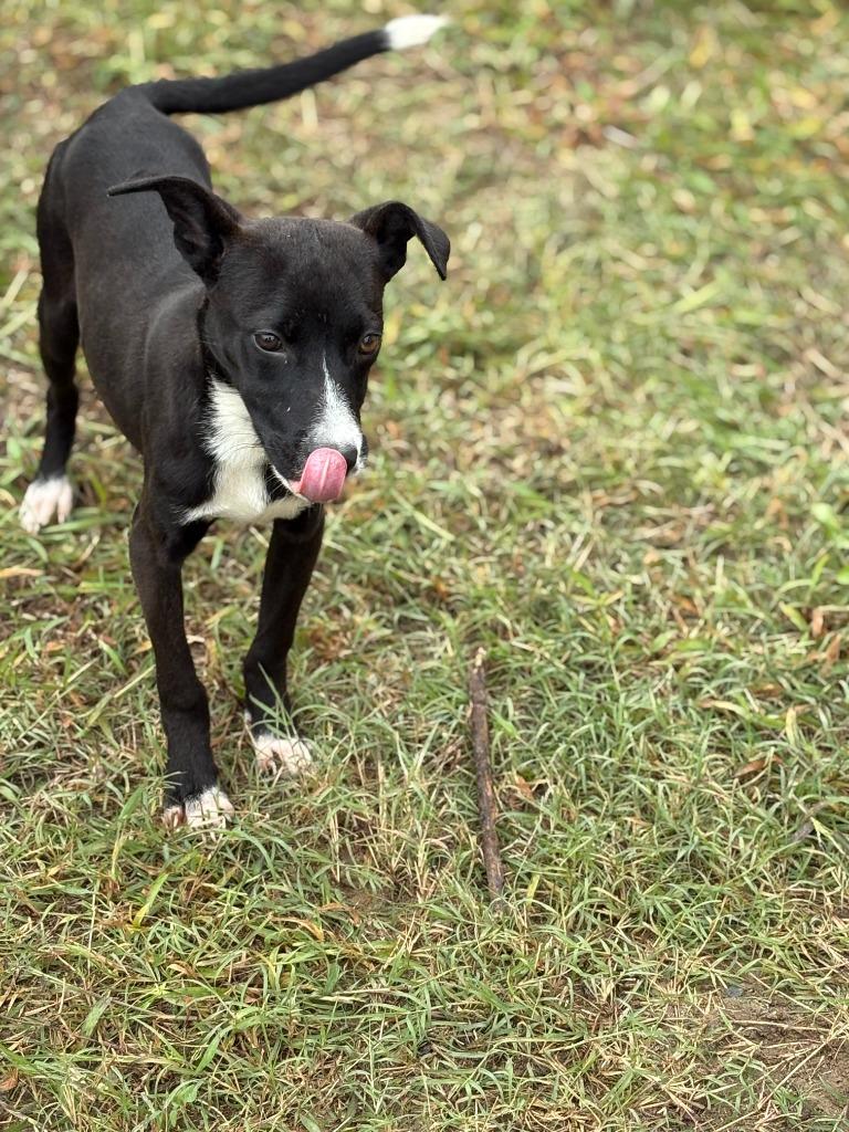 tatter tot, a Adoptable mixed breed in Effingham, SC image 5/6