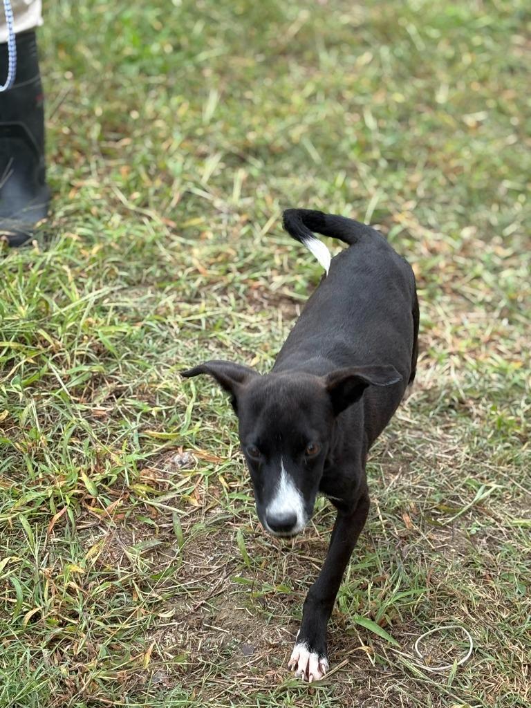 tatter tot, a Adoptable mixed breed in Effingham, SC image 6/6