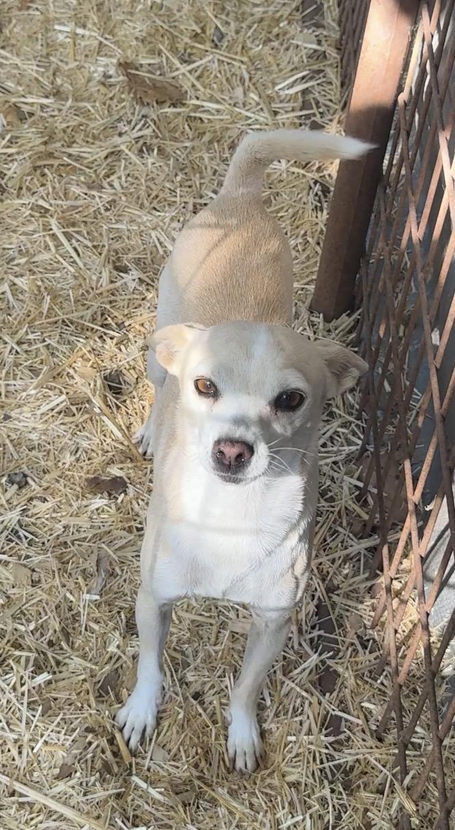 Enlarge Lola, a Adoptable Chihuahua in Falmouth, MA image 1/3