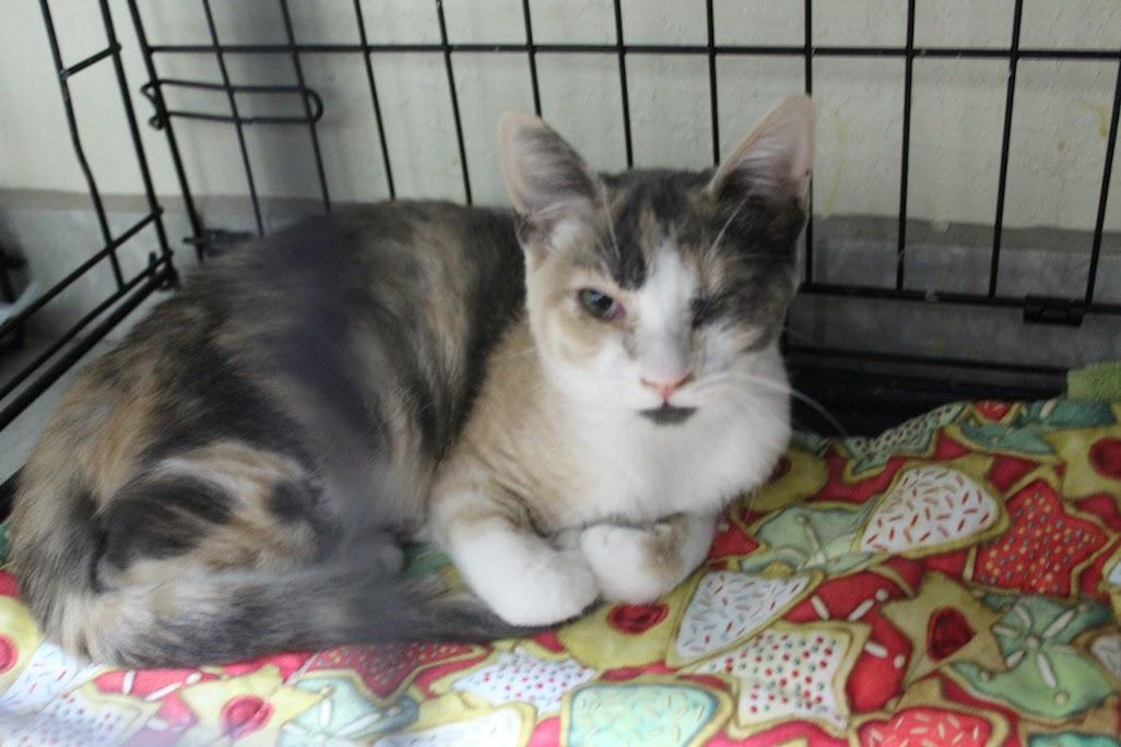 Kit Kat, a Adoptable mixed breed in Yuma, AZ image 3/3