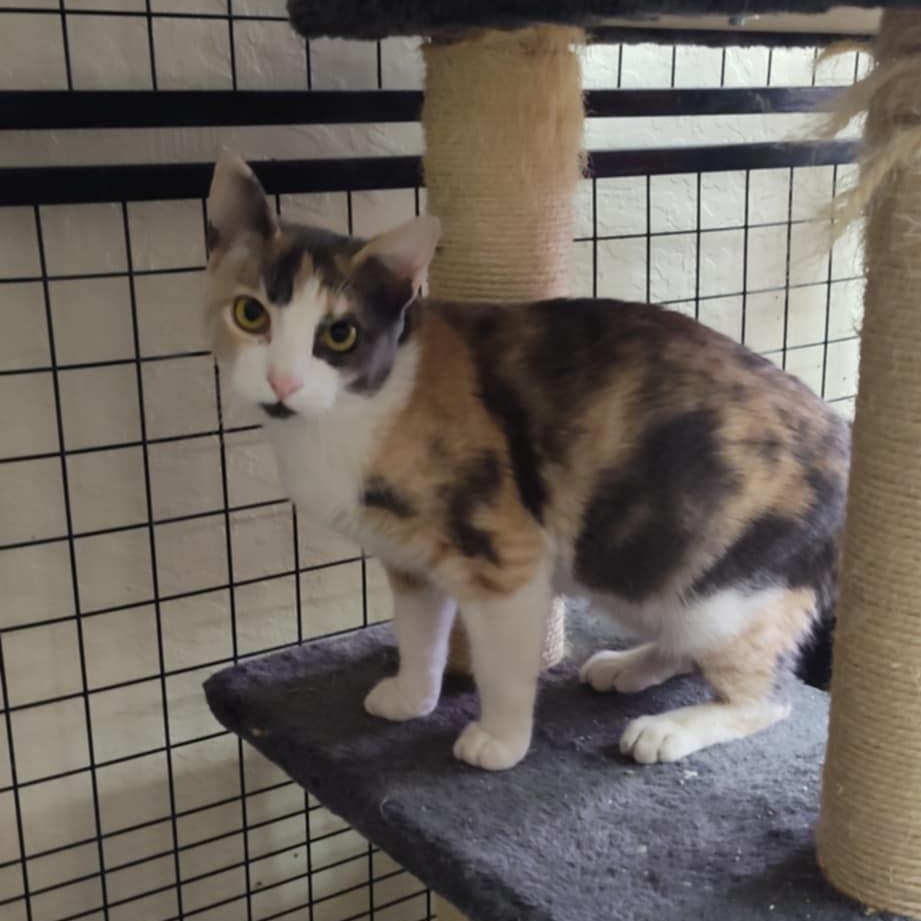 Kit Kat, a Adoptable mixed breed in Yuma, AZ image 2/3