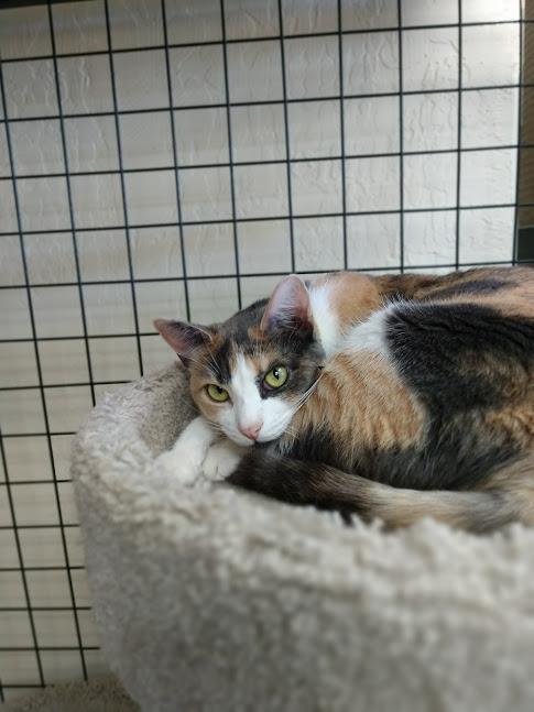Kit Kat, Adoptable, Young Female Calico.