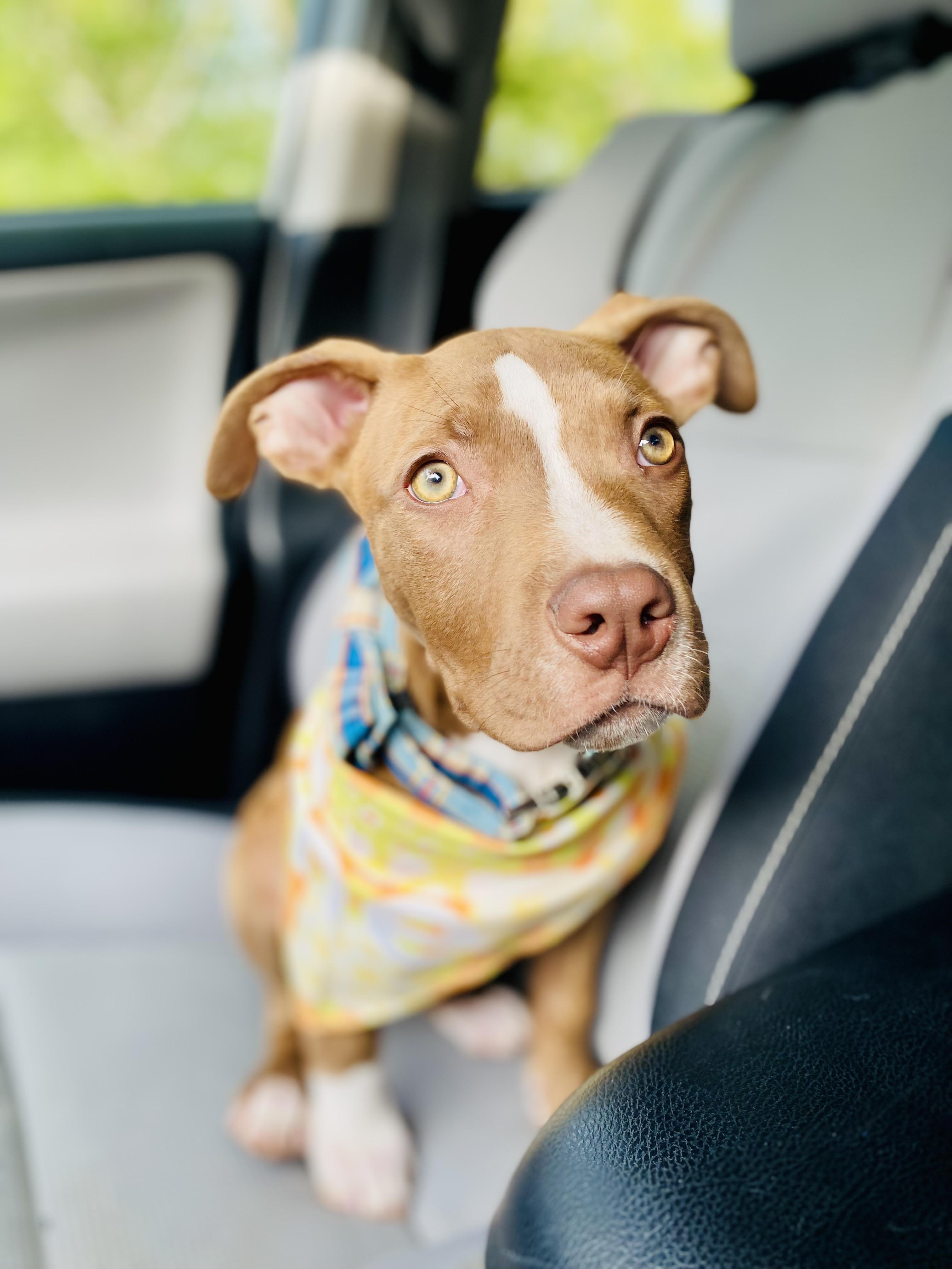 Storm, Adopted, Puppy Male Pit Bull Terrier & Chocolate Labrador Retriever.