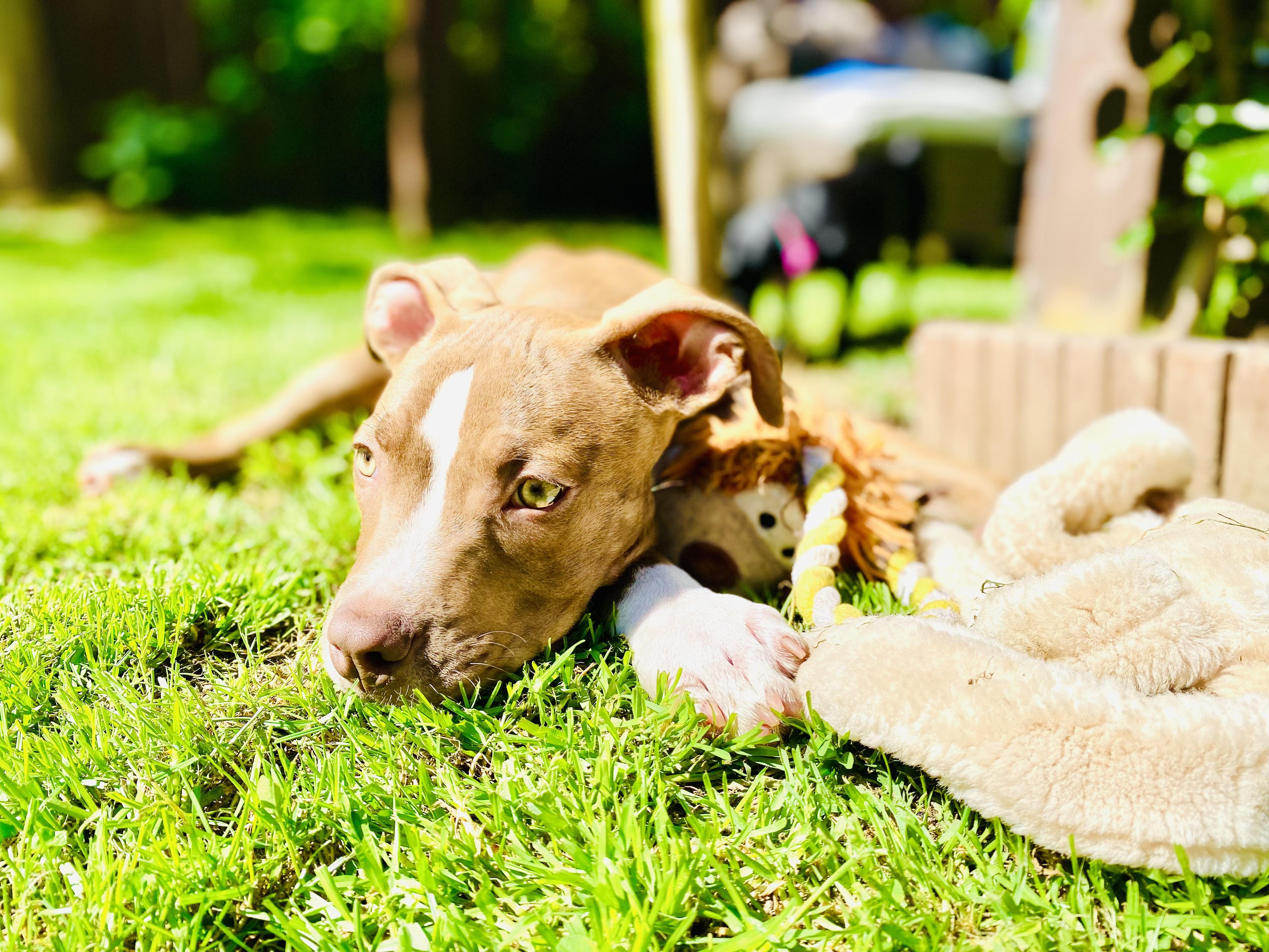Enlarge Storm, a Adopted mixed breed in Sacramento, CA image 2/6