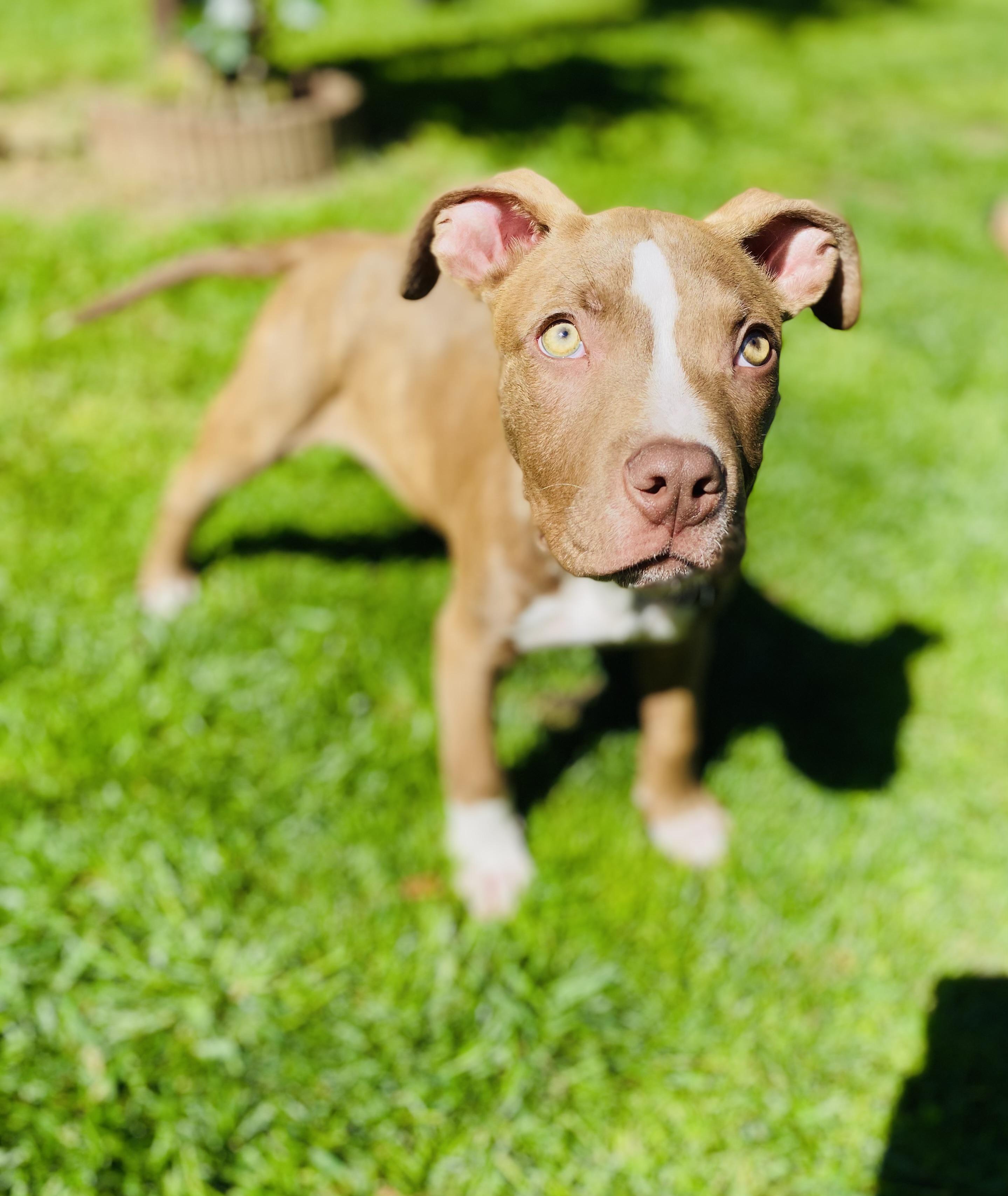 Enlarge Storm, a Adopted mixed breed in Sacramento, CA image 3/6