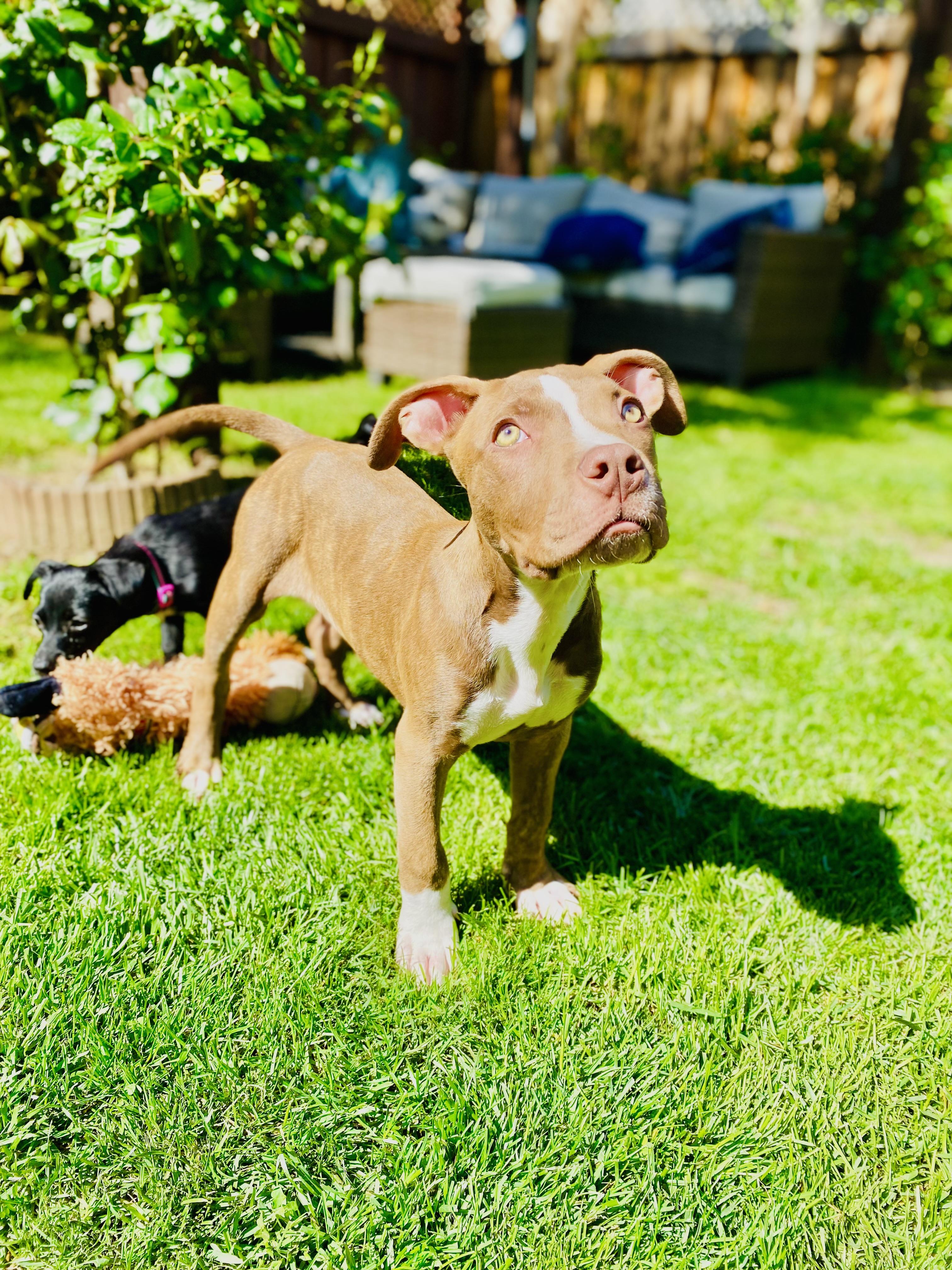 Enlarge Storm, a Adopted mixed breed in Sacramento, CA image 4/6