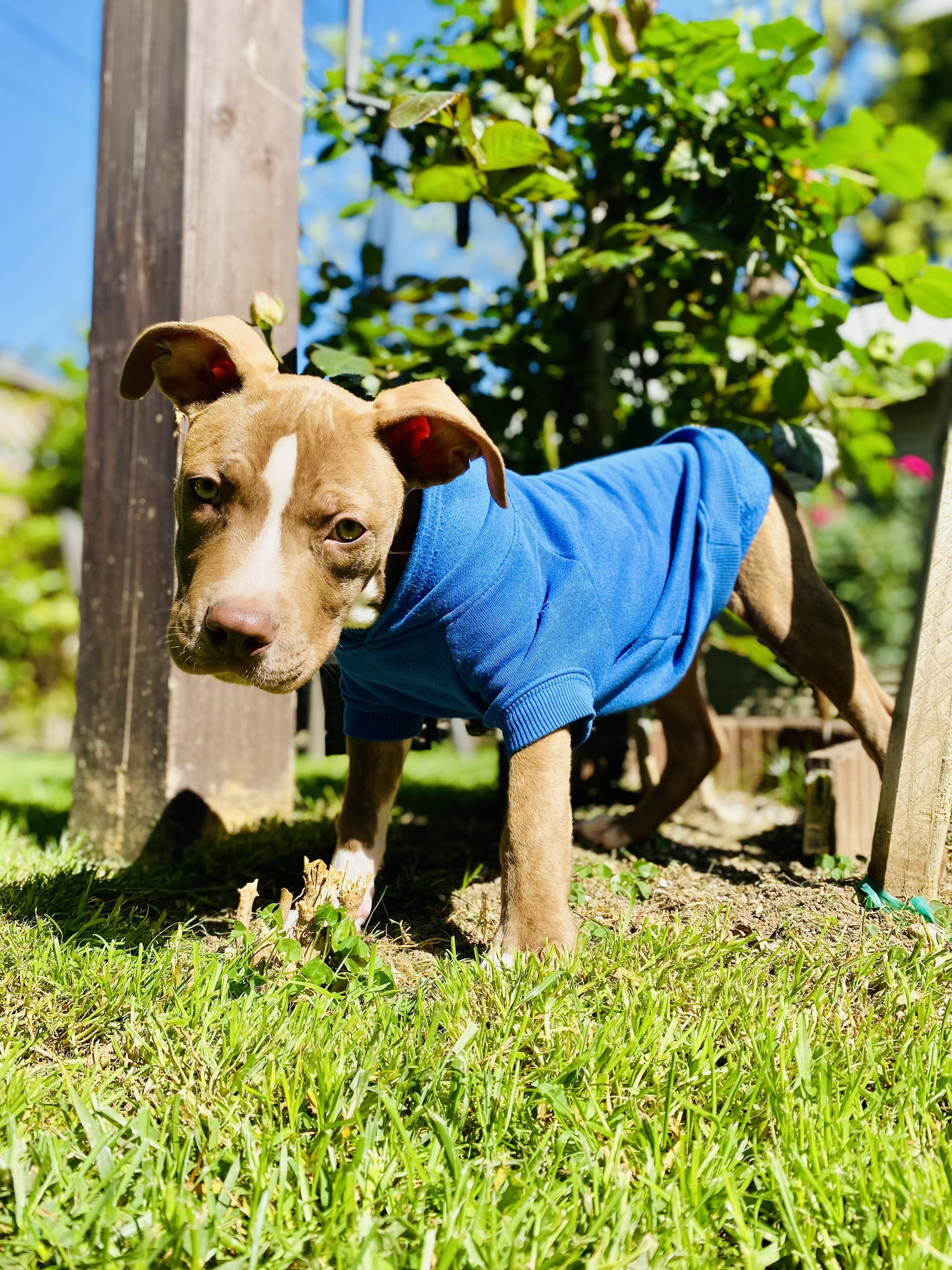 Enlarge Storm, a Adopted mixed breed in Sacramento, CA image 5/6