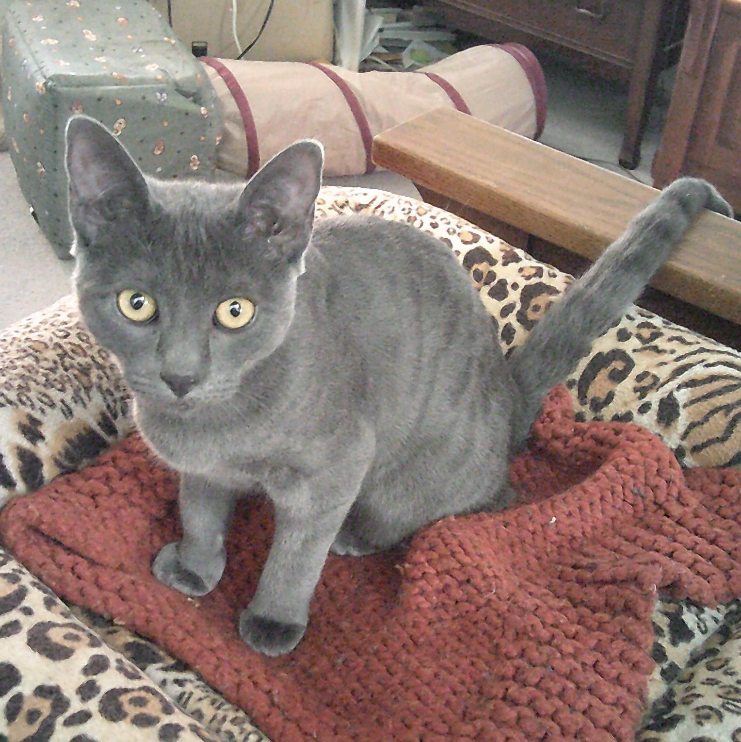 Enlarge Ash (Princess), an adopted mixed breed in Prescott, AZ image 2/4
