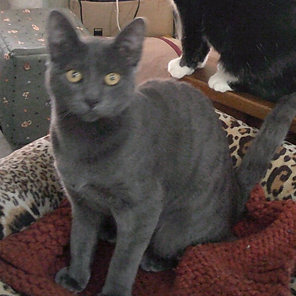 Enlarge Ash (Princess), an adopted mixed breed in Prescott, AZ image 3/4