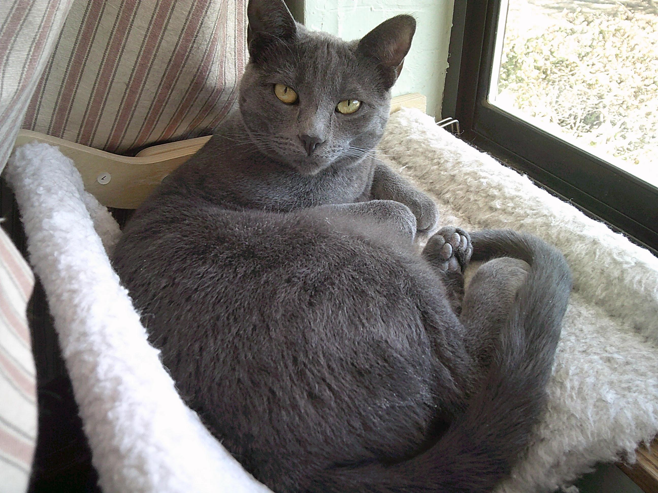 Ash (Princess), adopted, Young Female Domestic Short Hair.