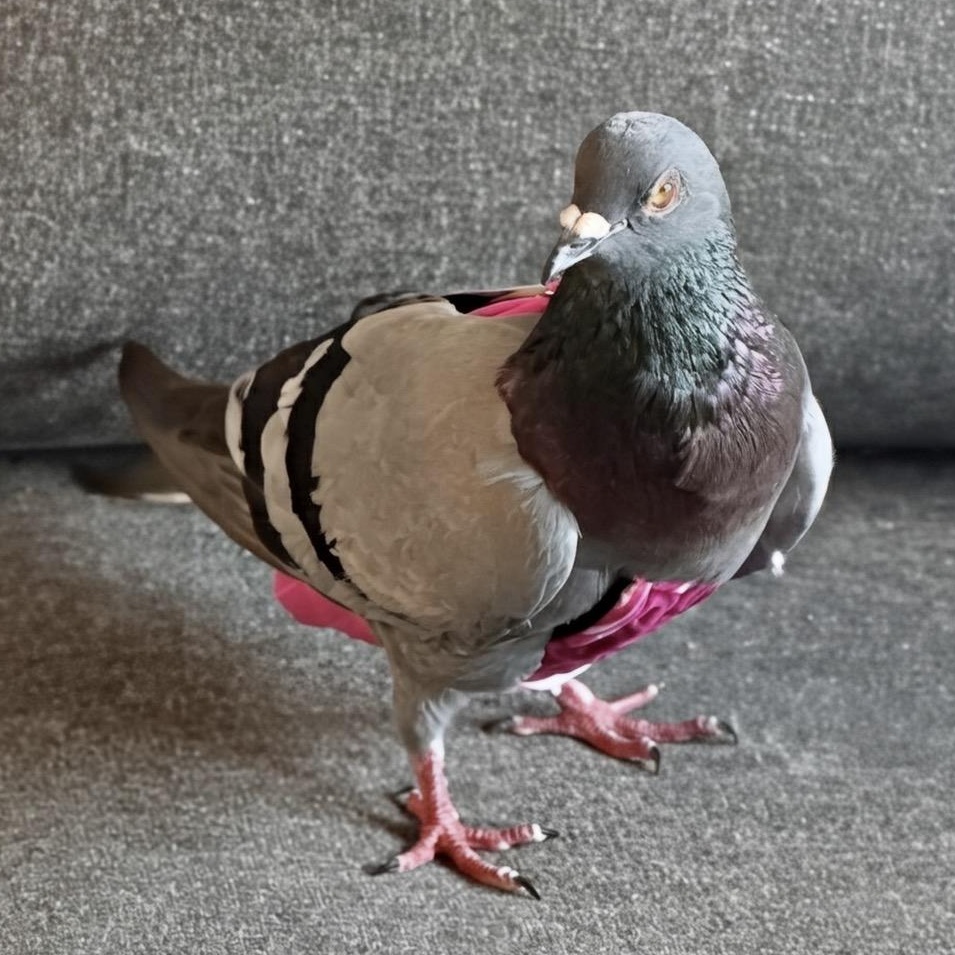 Kazuki, an adopted mixed breed in Chicago, IL image 4/4