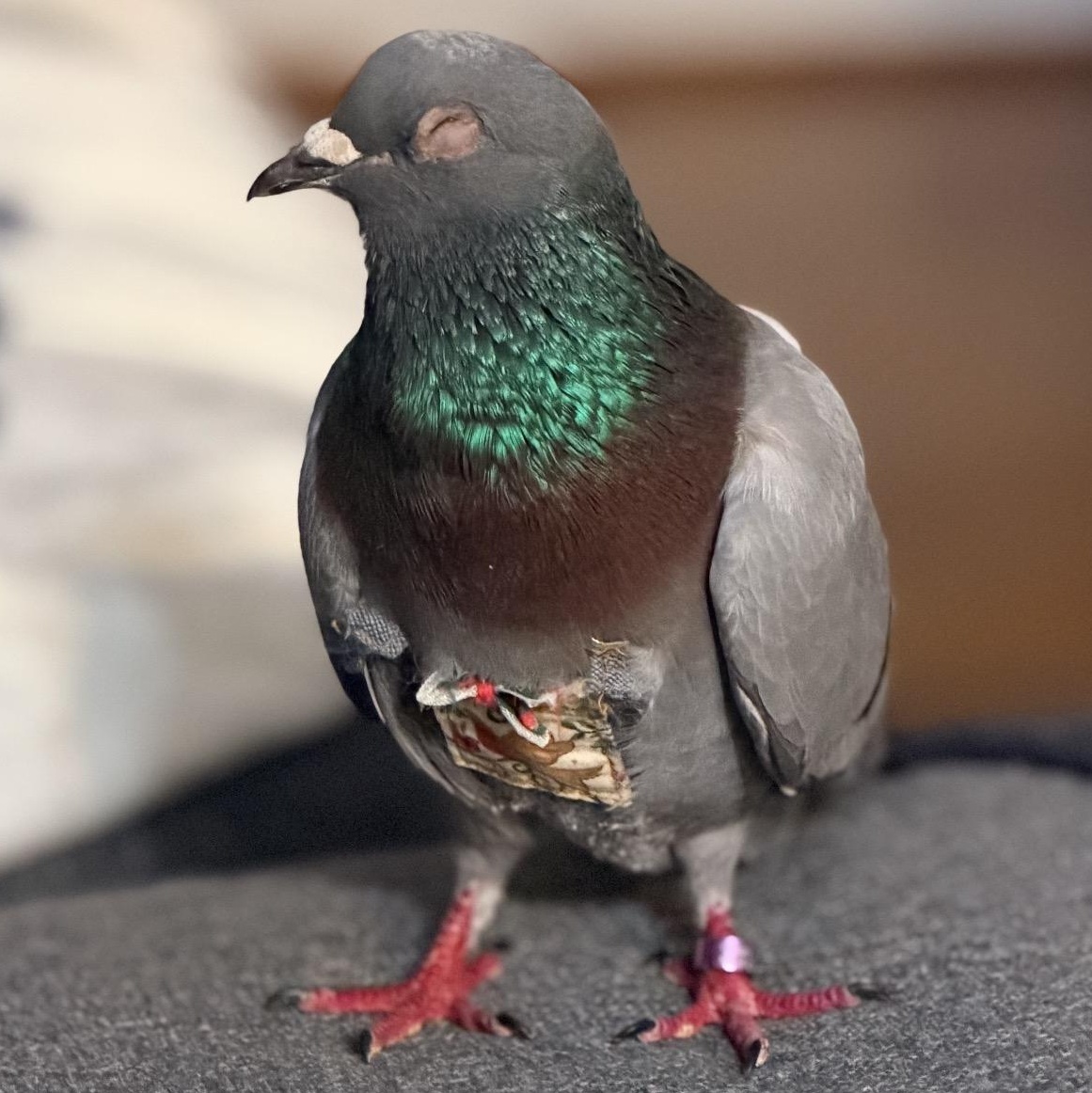 Kazuki, adopted, Adult Male Pigeon & Dove.
