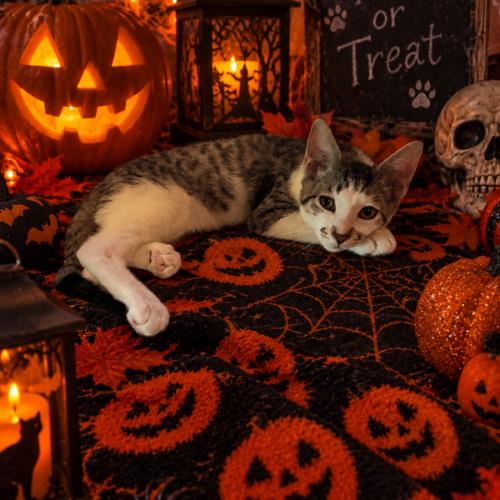Franklin M, Adoptable, Kitten Male Domestic Short Hair.