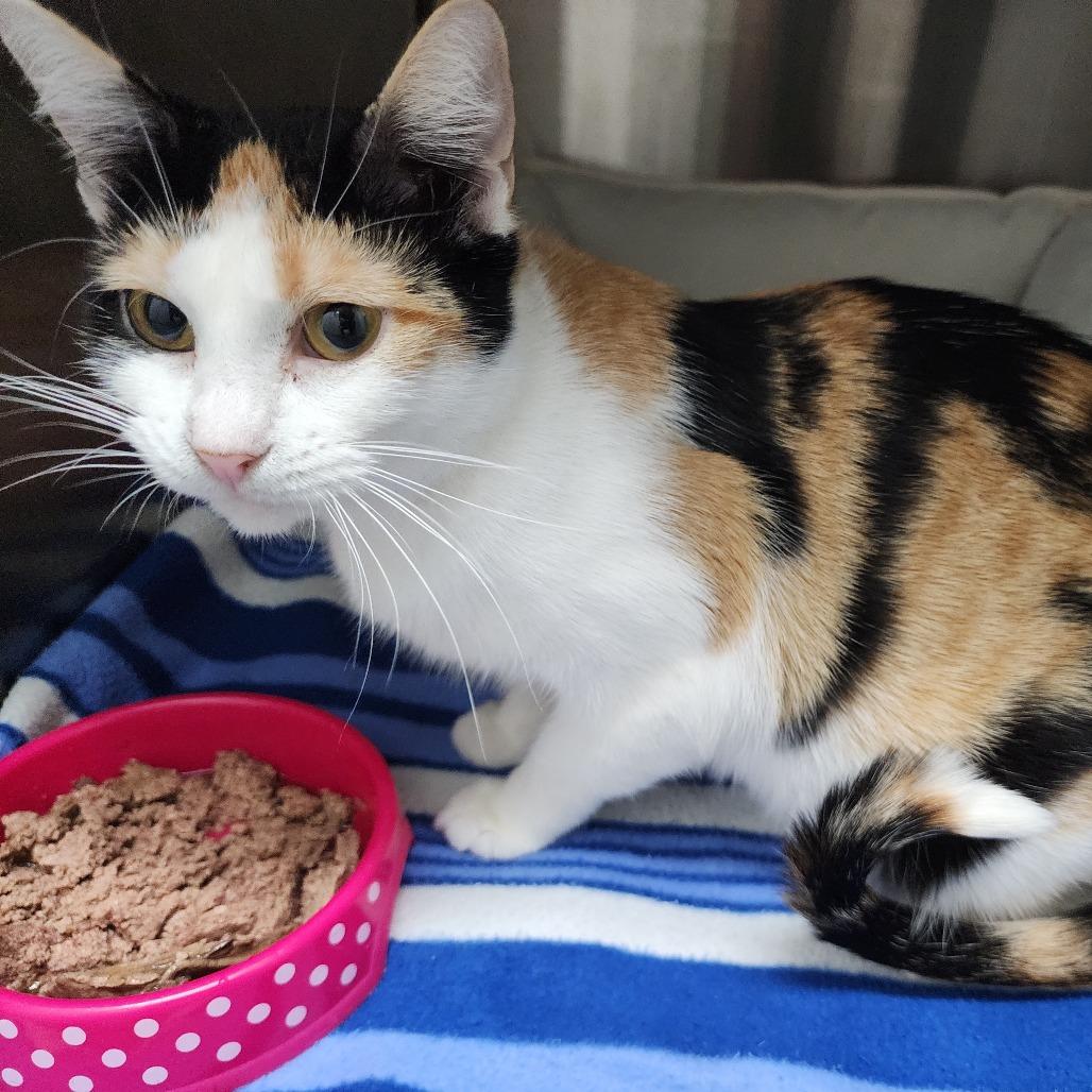 Olivette, Adoptable, Adult Female Domestic Short Hair.