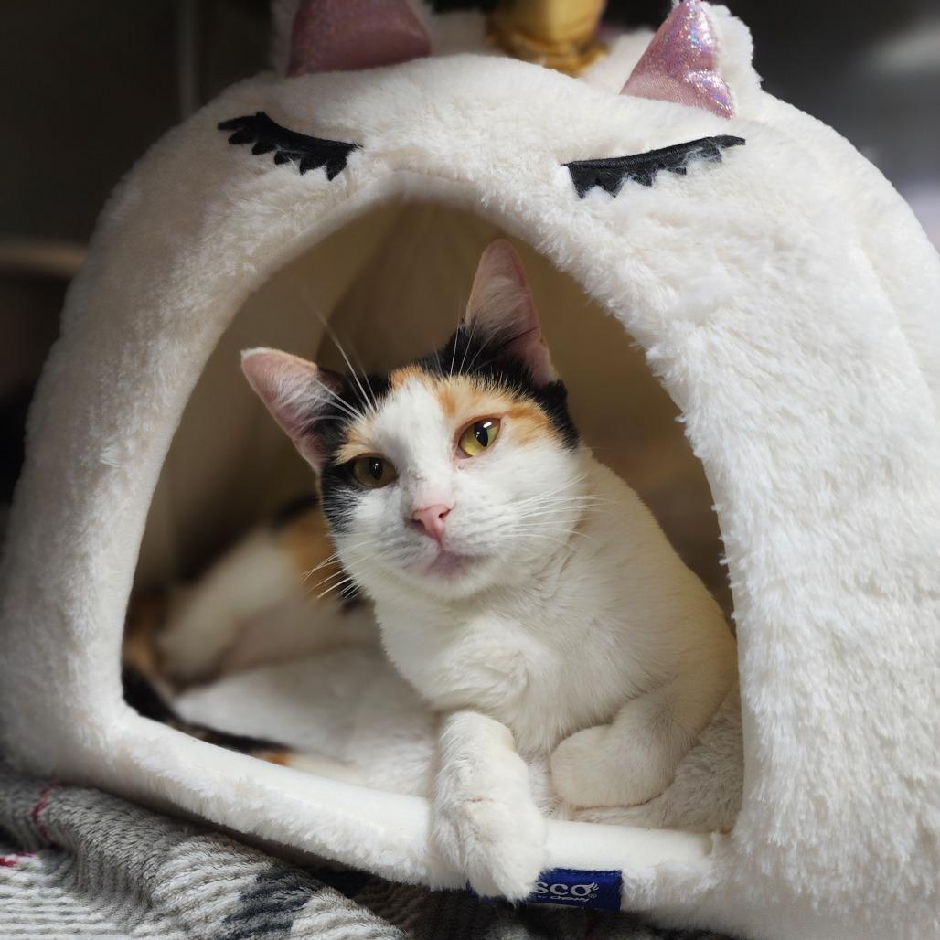 Enlarge Olivette, a Adoptable Domestic Short Hair in Dixon, IL image 2/2