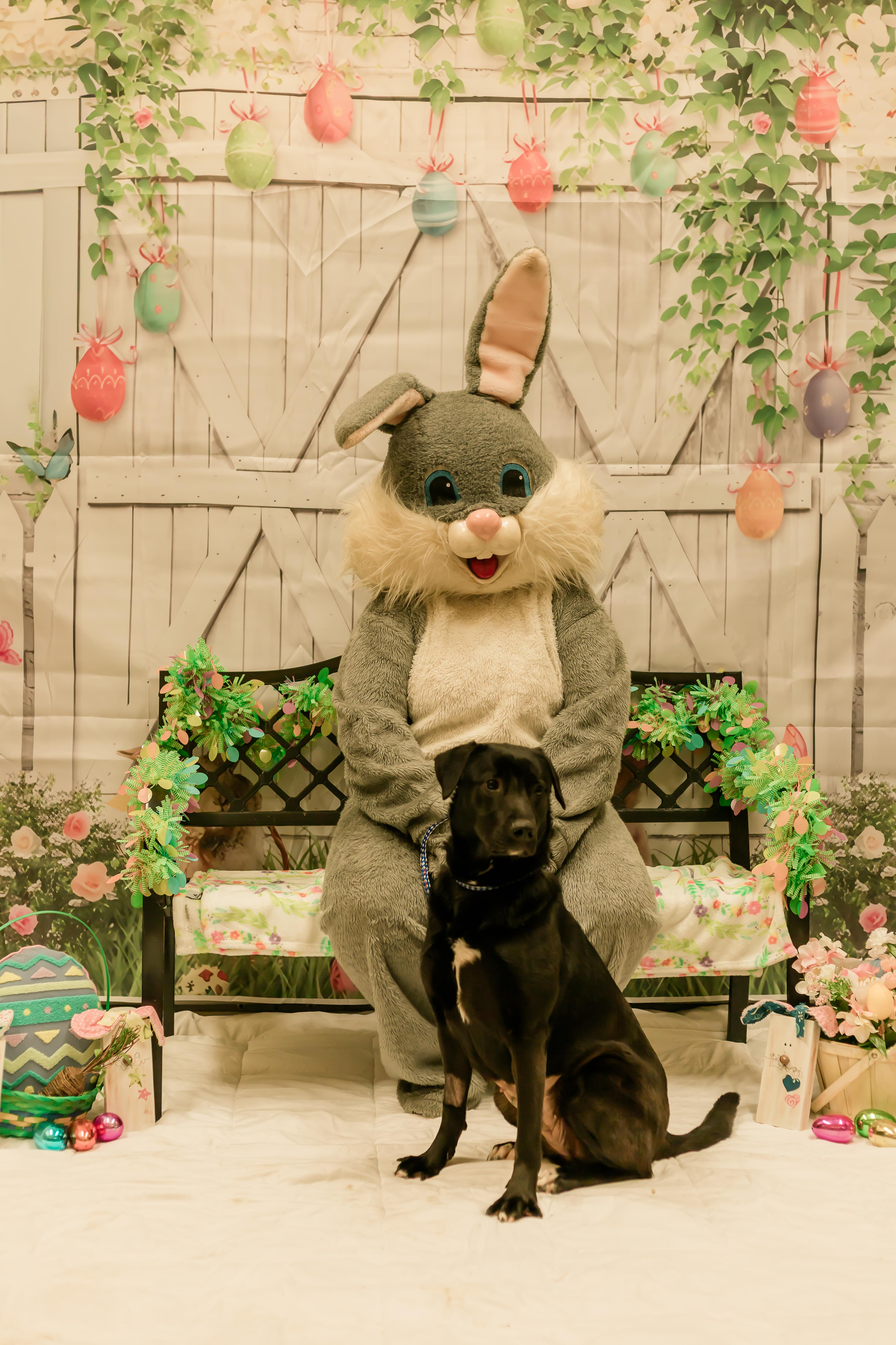 Enlarge Papaya, a ADOPTABLE mixed breed in Sunbury, PA image 5/6