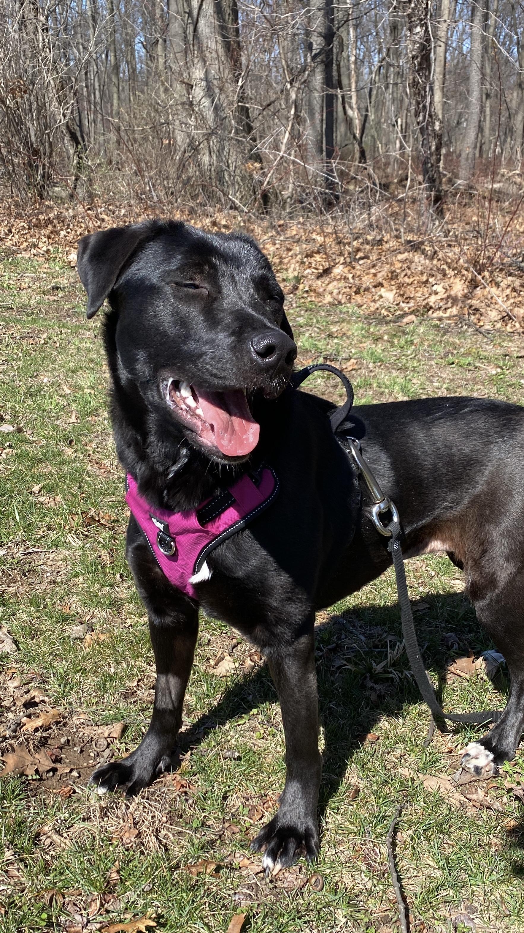 Enlarge Papaya, a ADOPTABLE mixed breed in Sunbury, PA image 2/6