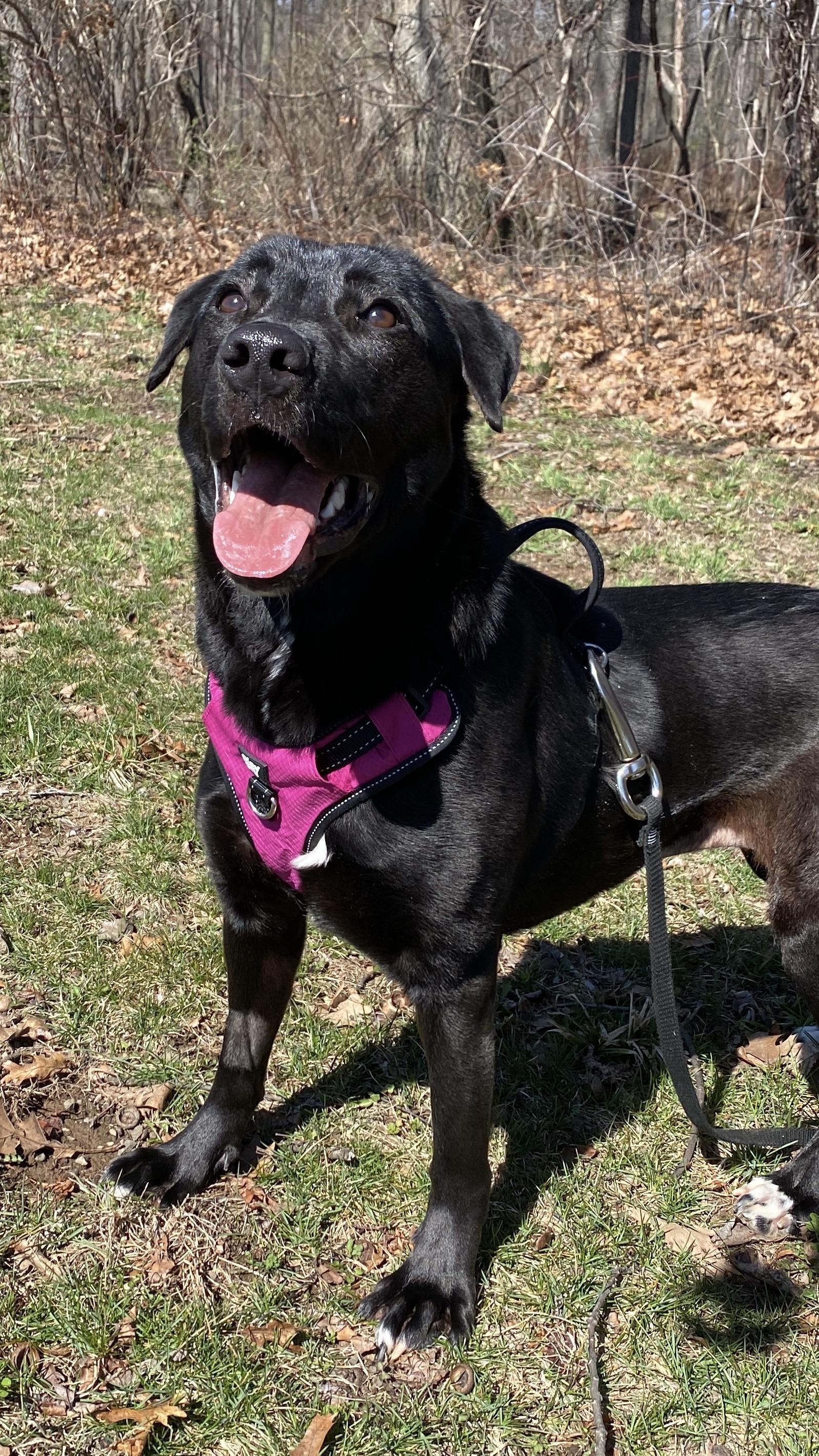 Enlarge Papaya, a ADOPTABLE mixed breed in Sunbury, PA image 3/6