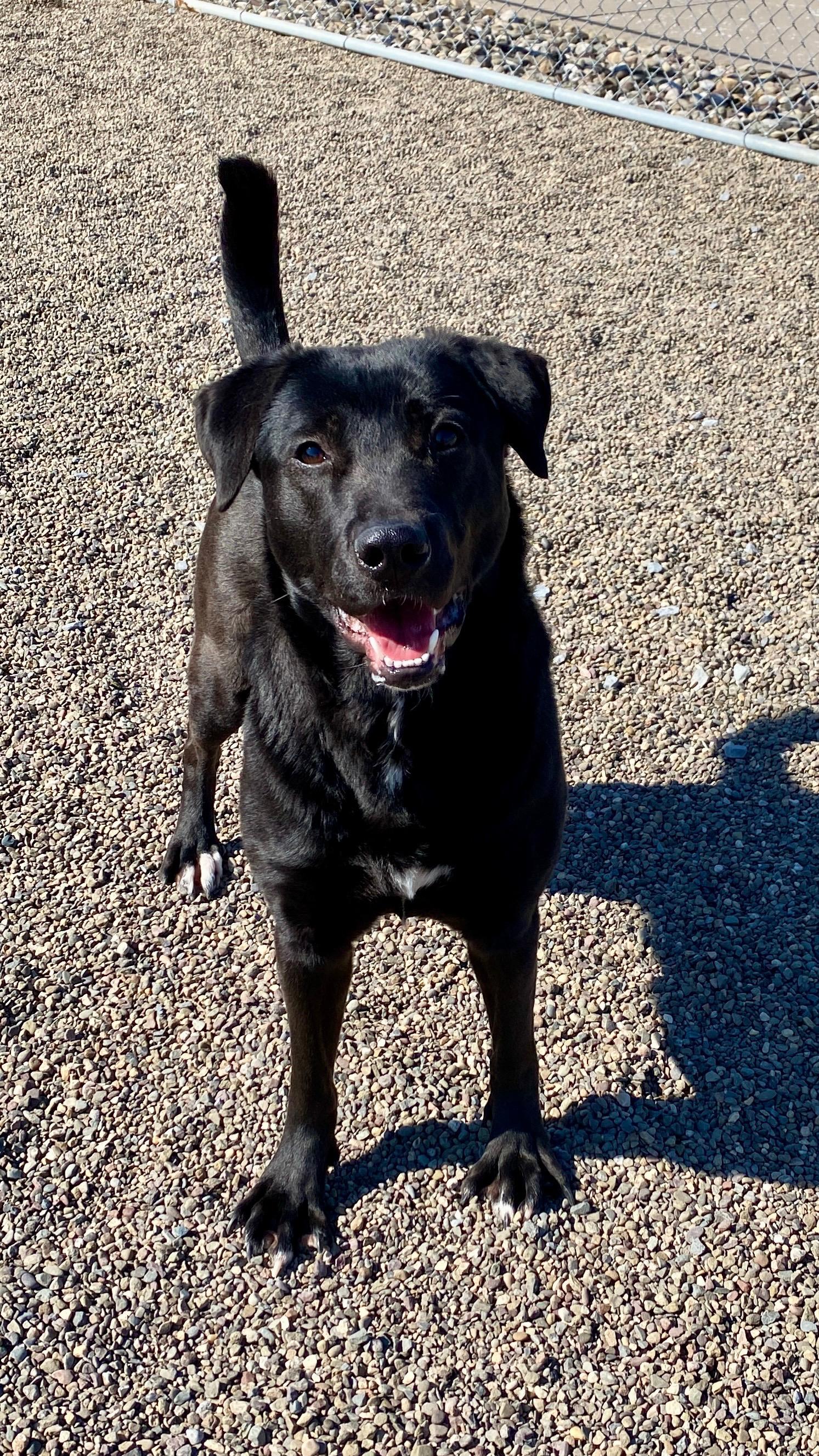 Papaya, ADOPTABLE, Young Female Black Labrador Retriever & Australian Cattle Dog / Blue Heeler.