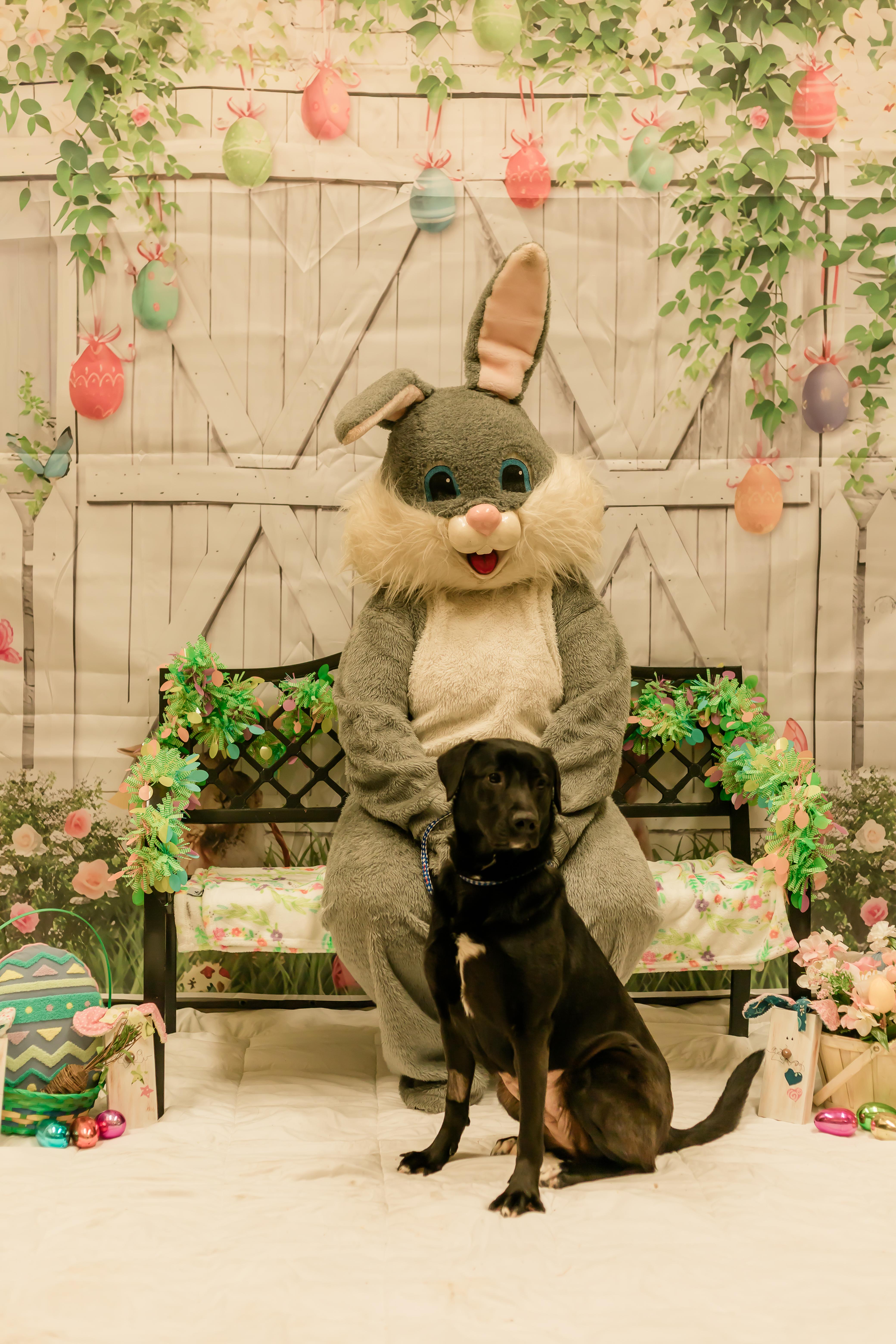 Enlarge Papaya, a ADOPTABLE mixed breed in Sunbury, PA image 6/6