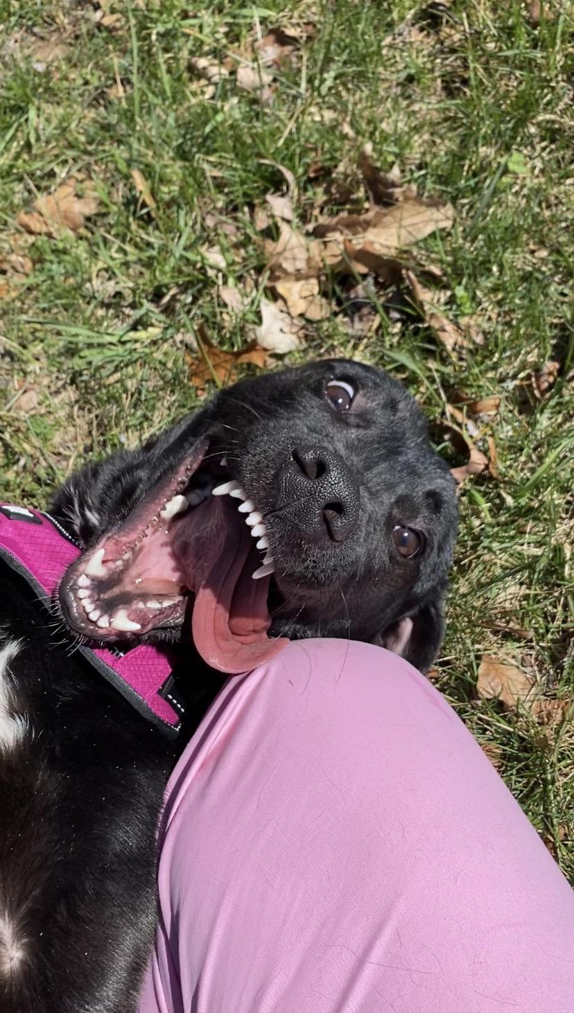 Enlarge Papaya, a ADOPTABLE mixed breed in Sunbury, PA image 4/6