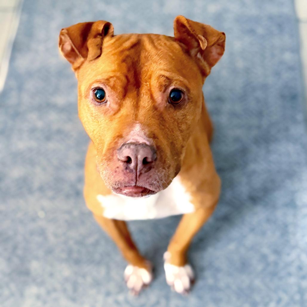 Blessing @ Foster, Adoptable, Senior Female Mixed Breed.